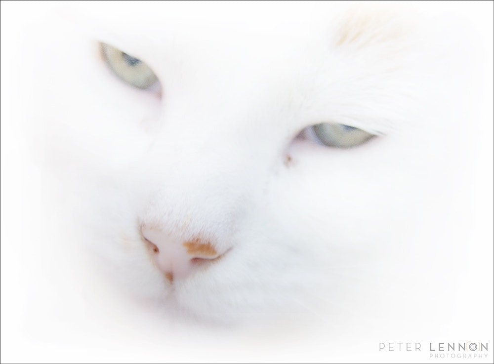 Nikon AF-S Nikkor 24-70mm F2.8G ED sample photo. Taken at a sanctuary for elderly & ill felines,thi ... photography