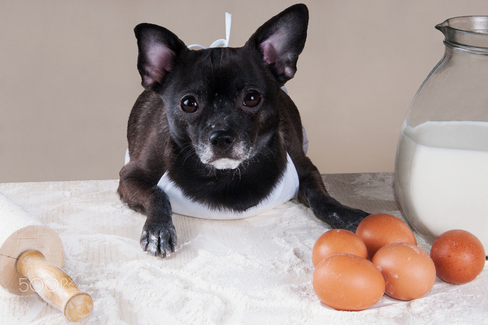 Sigma 17-70mm F2.8-4.5 (D) sample photo. Chihuahua cooking photography