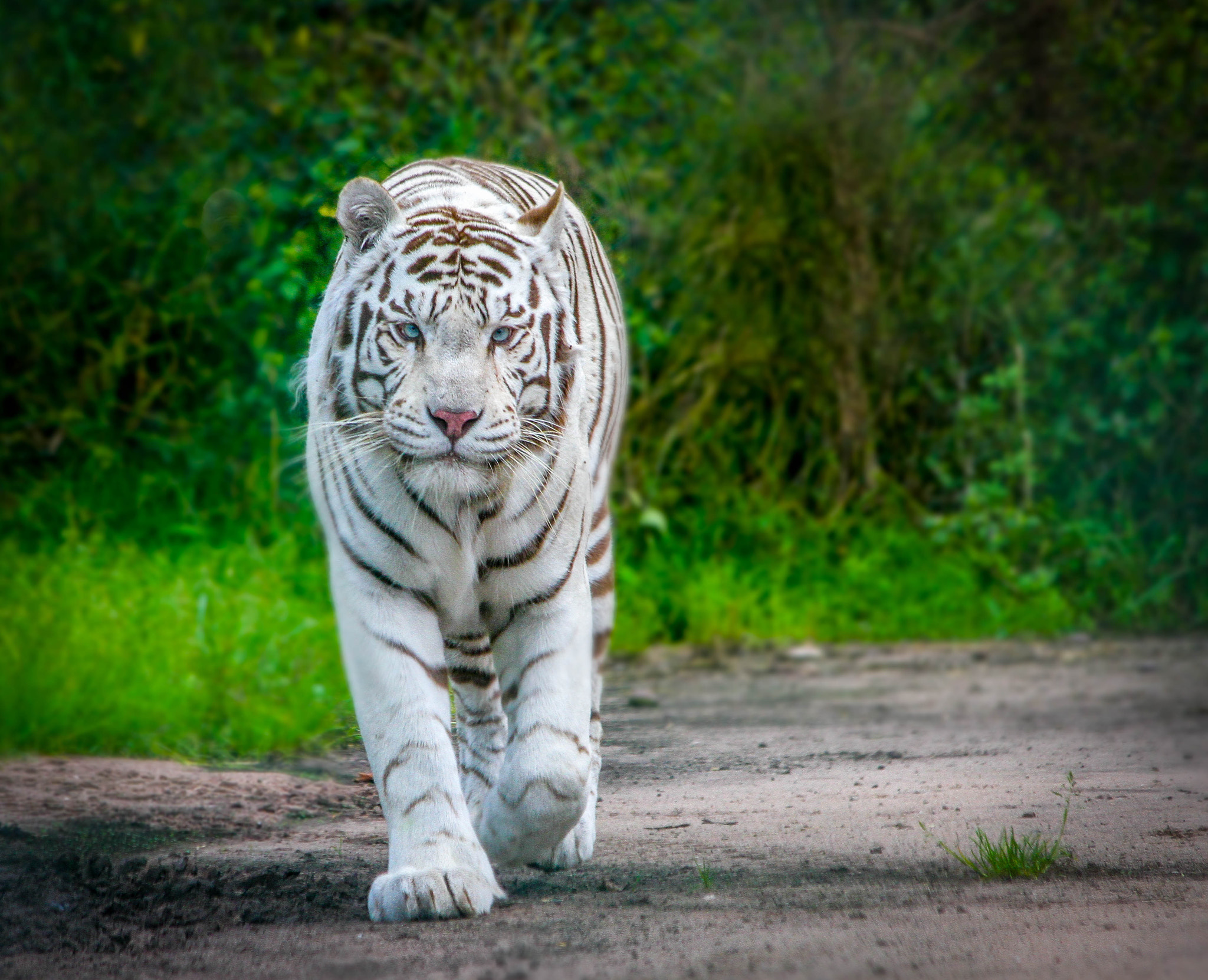 Canon EF 70-300mm F4-5.6 IS USM sample photo. White tiger - it's show time photography