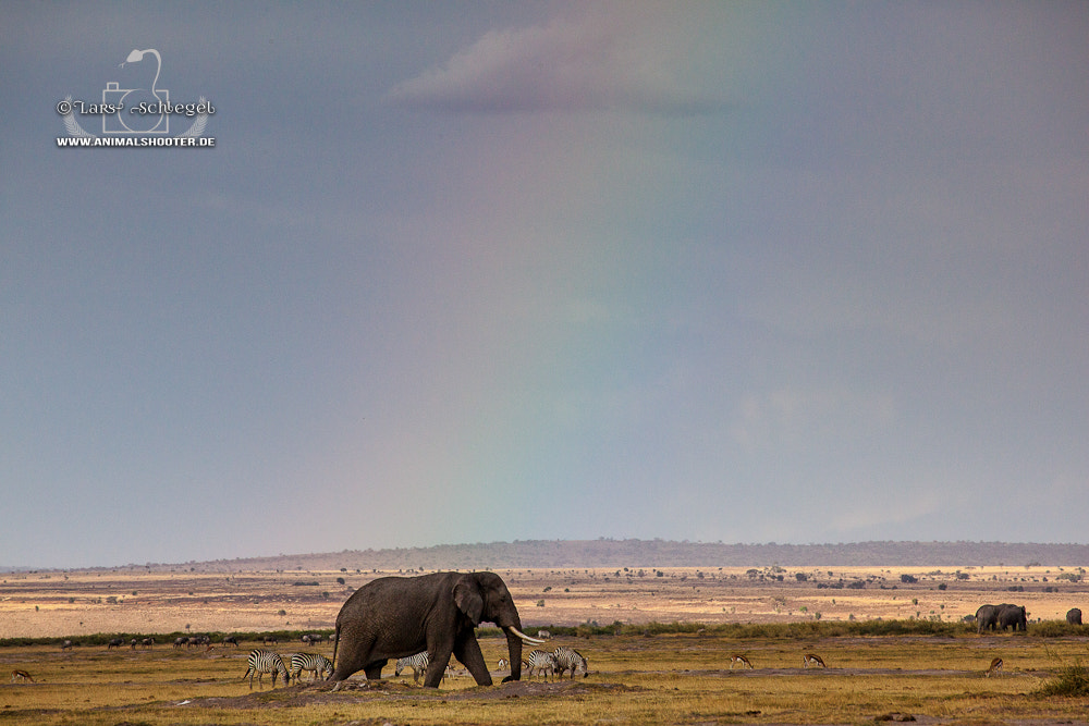 Canon EF 100-400mm F4.5-5.6L IS USM sample photo. Rainbowphant photography