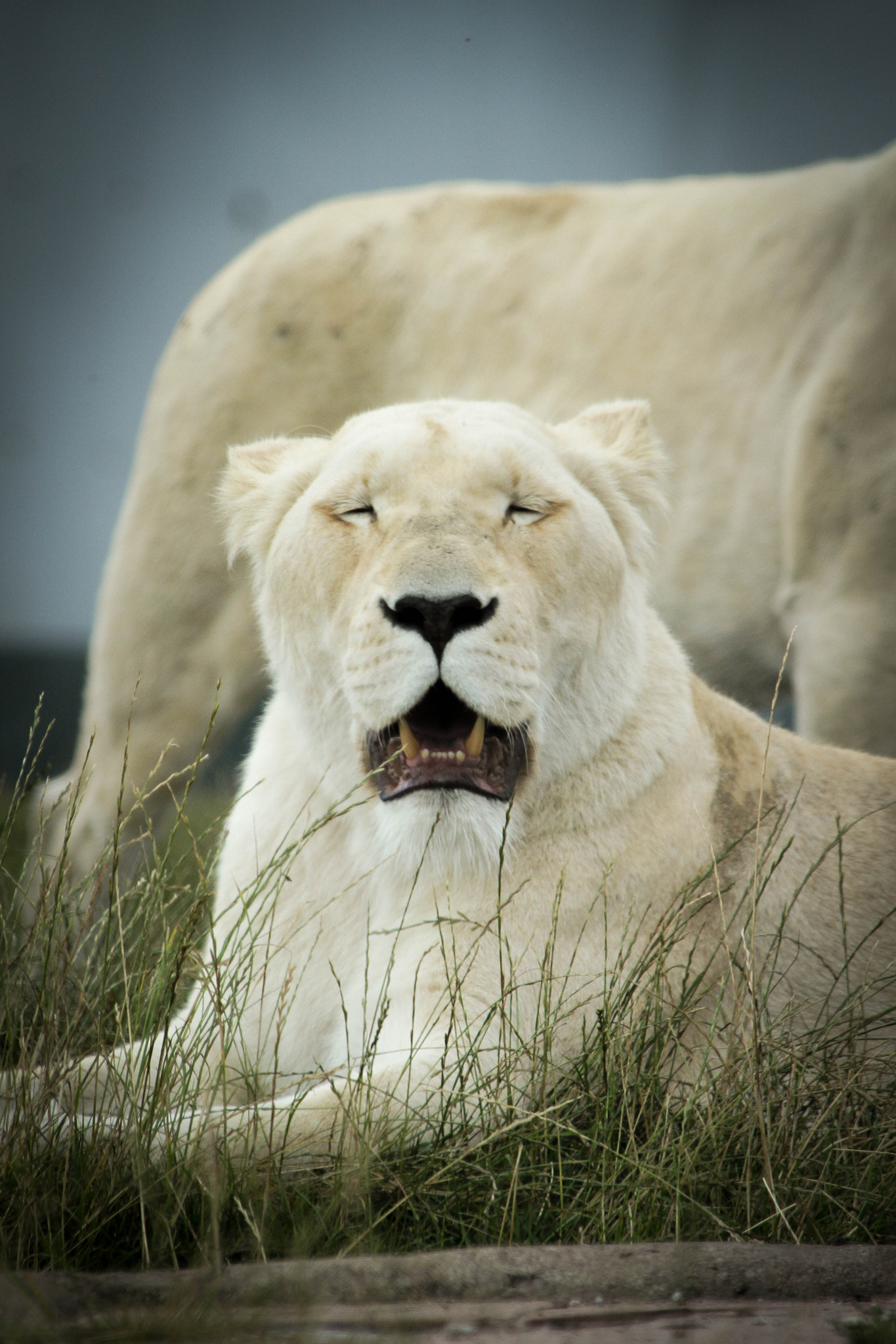Canon EF 70-300mm F4-5.6 IS USM sample photo. White lioness so cute really photography
