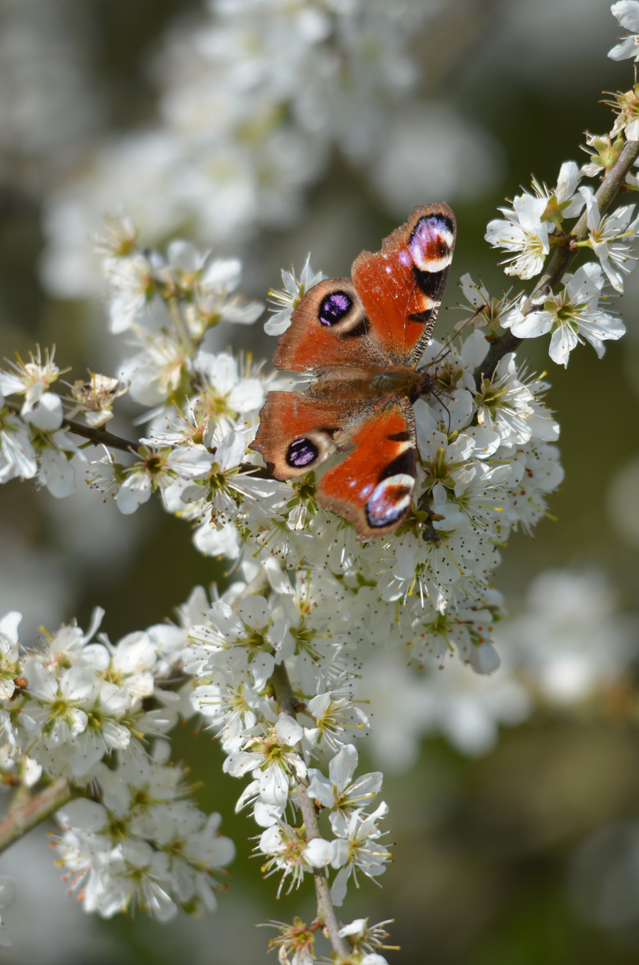 Nikon D5100 + Sigma 150-500mm F5-6.3 DG OS HSM sample photo. Peacock photography