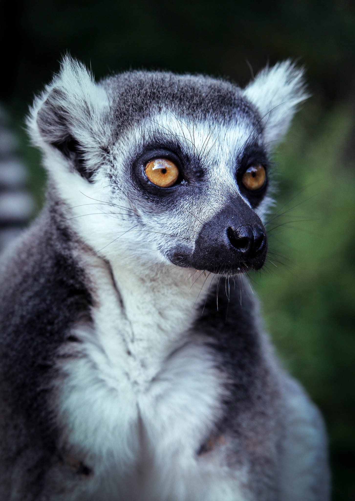 Canon EF-S 17-85mm F4-5.6 IS USM sample photo. Lemur - so photogenic photography