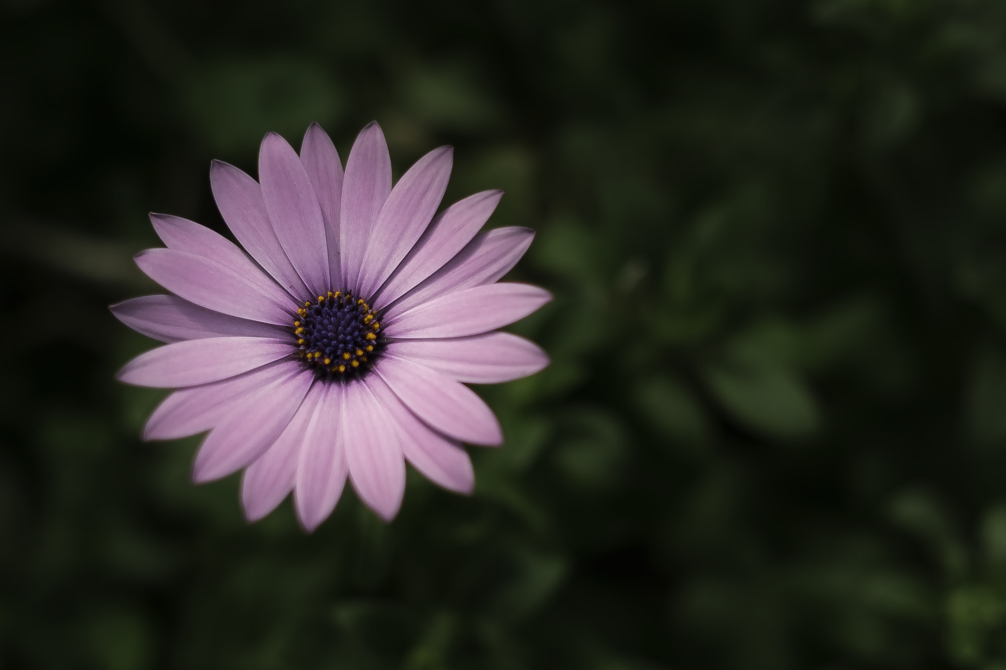 Fujifilm XF 23mm F1.4 R sample photo. Lonely photography