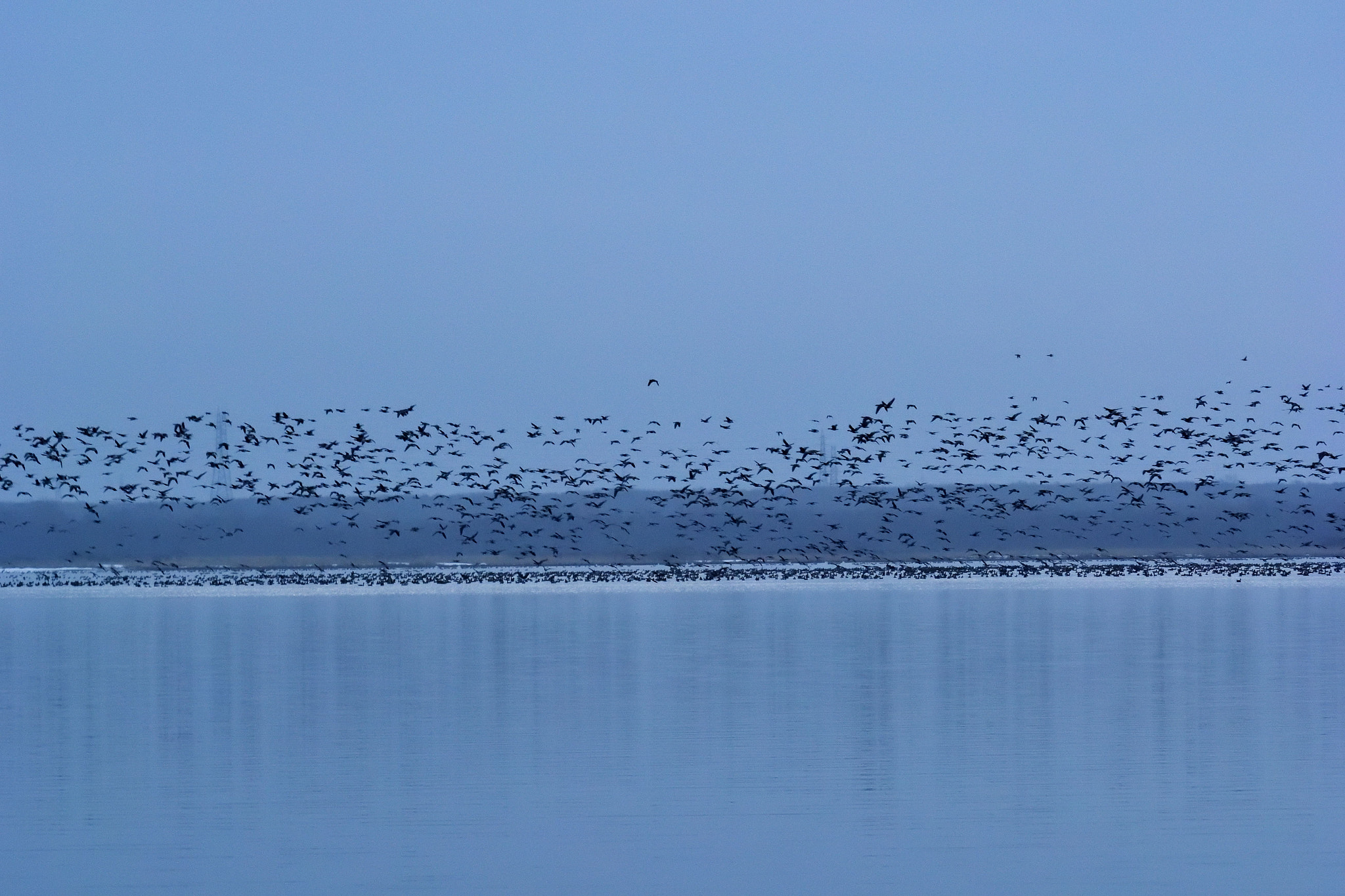 Nikon 1 V3 sample photo. Flock of geese photography