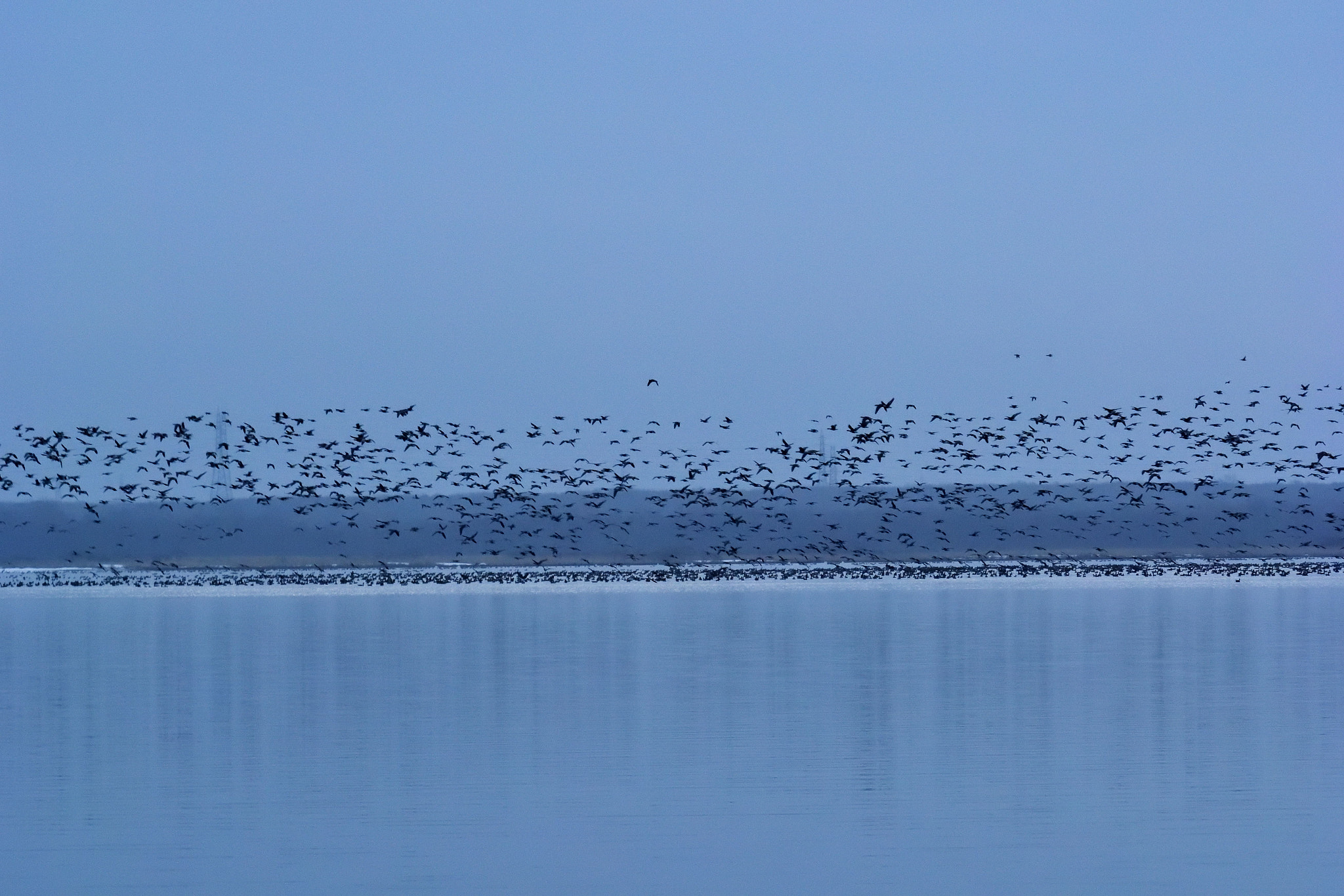 Nikon 1 V3 sample photo. Flock of geese photography
