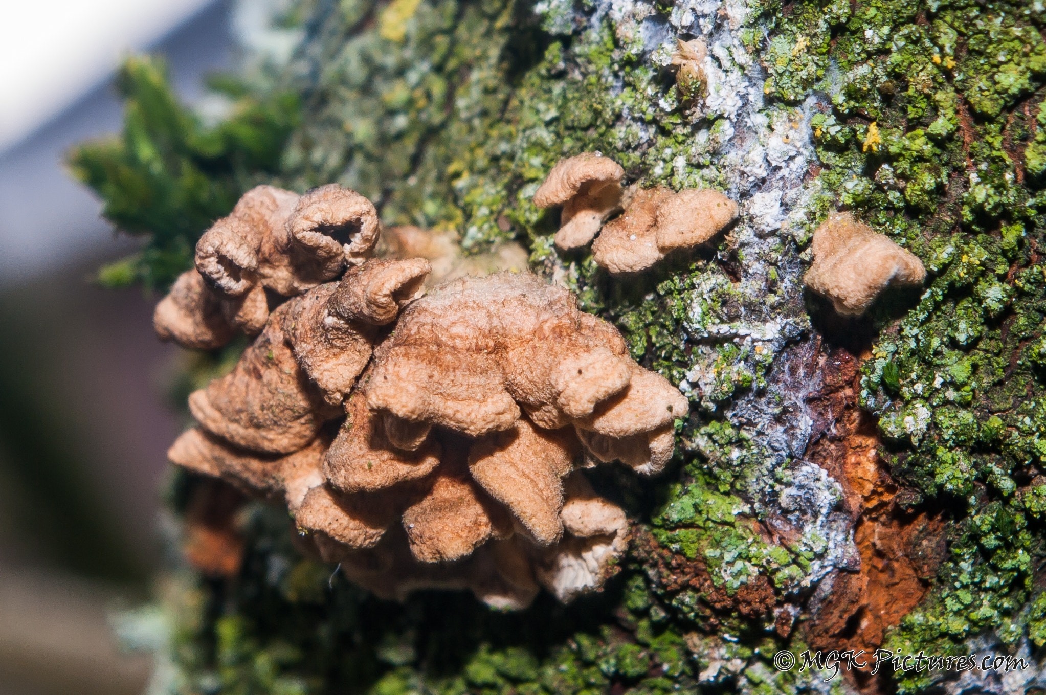 Pentax smc DA 18-55mm F3.5-5.6 AL WR sample photo. Mushrooms on a tree photography