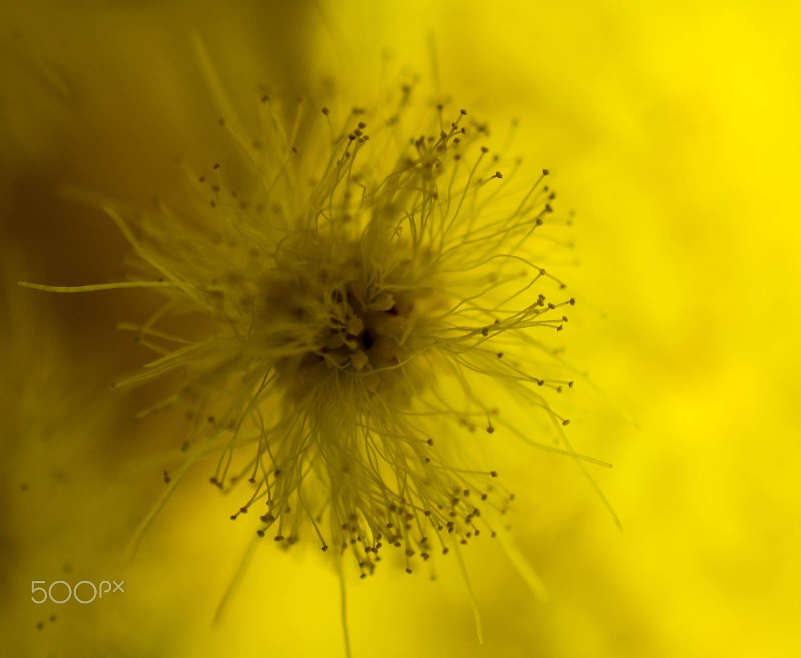 Nikon AF-S DX Micro Nikkor 40mm F2.8 sample photo. Mimosa macro photography