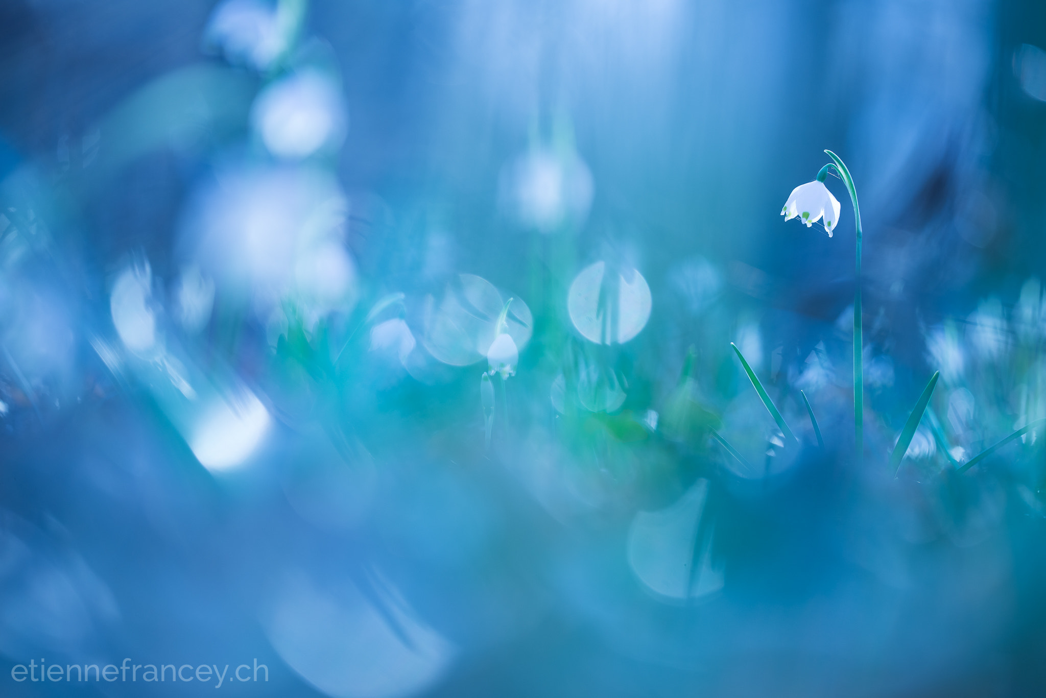 Sigma 150mm F2.8 EX DG OS Macro HSM sample photo. Purity photography