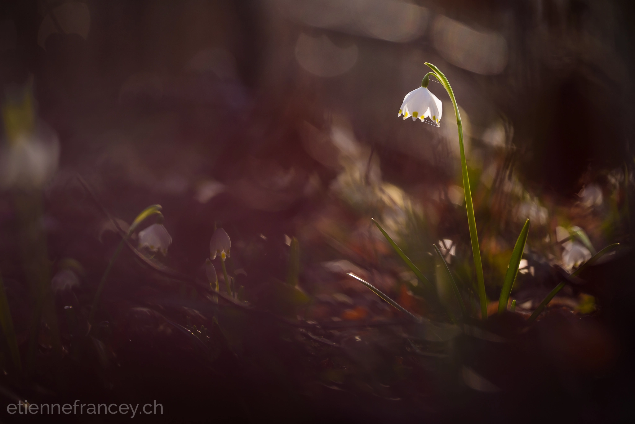 Sigma 150mm F2.8 EX DG OS Macro HSM sample photo. Purity photography