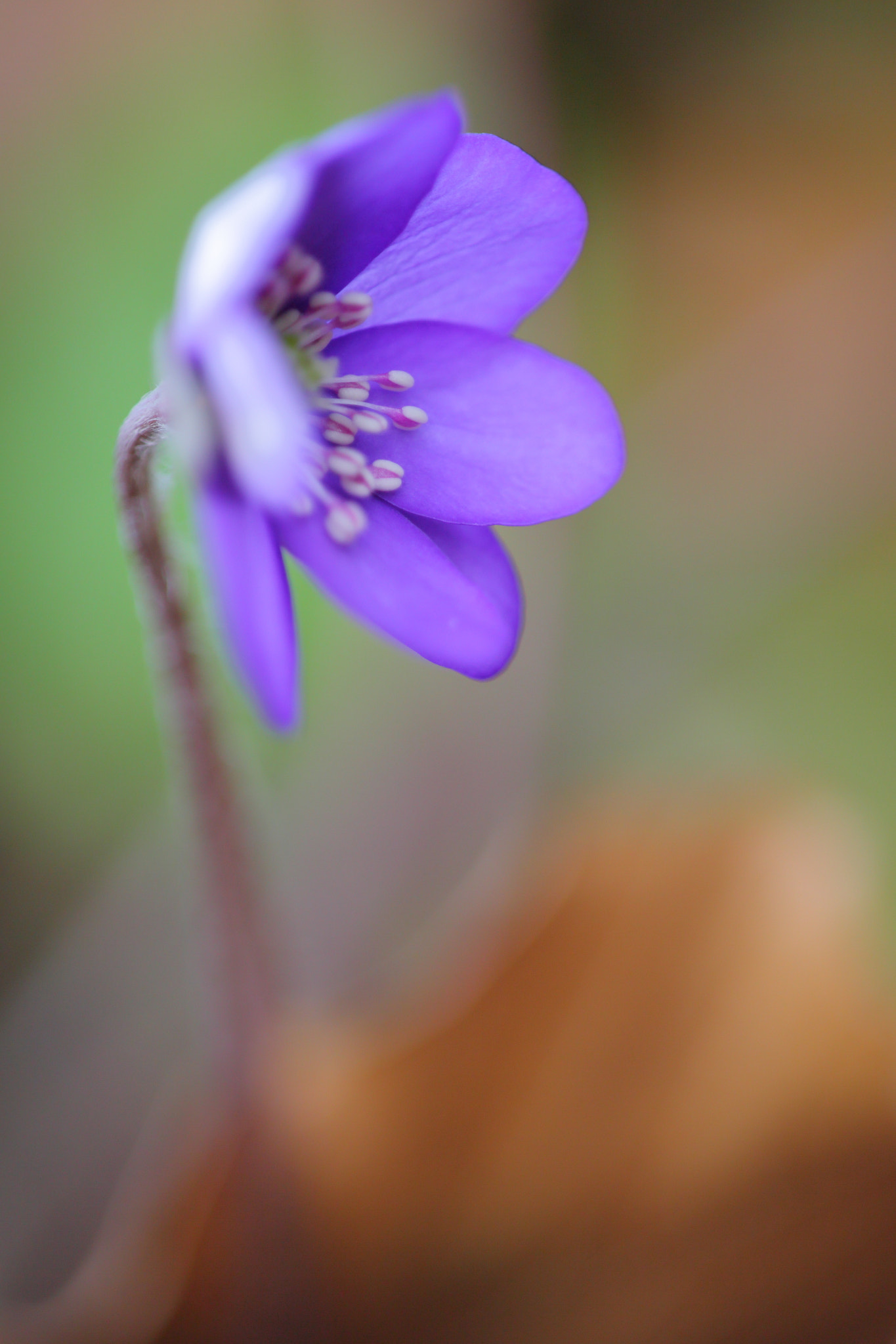 Sigma APO Macro 150mm f/2.8 EX DG HSM sample photo. Leberblümchen photography