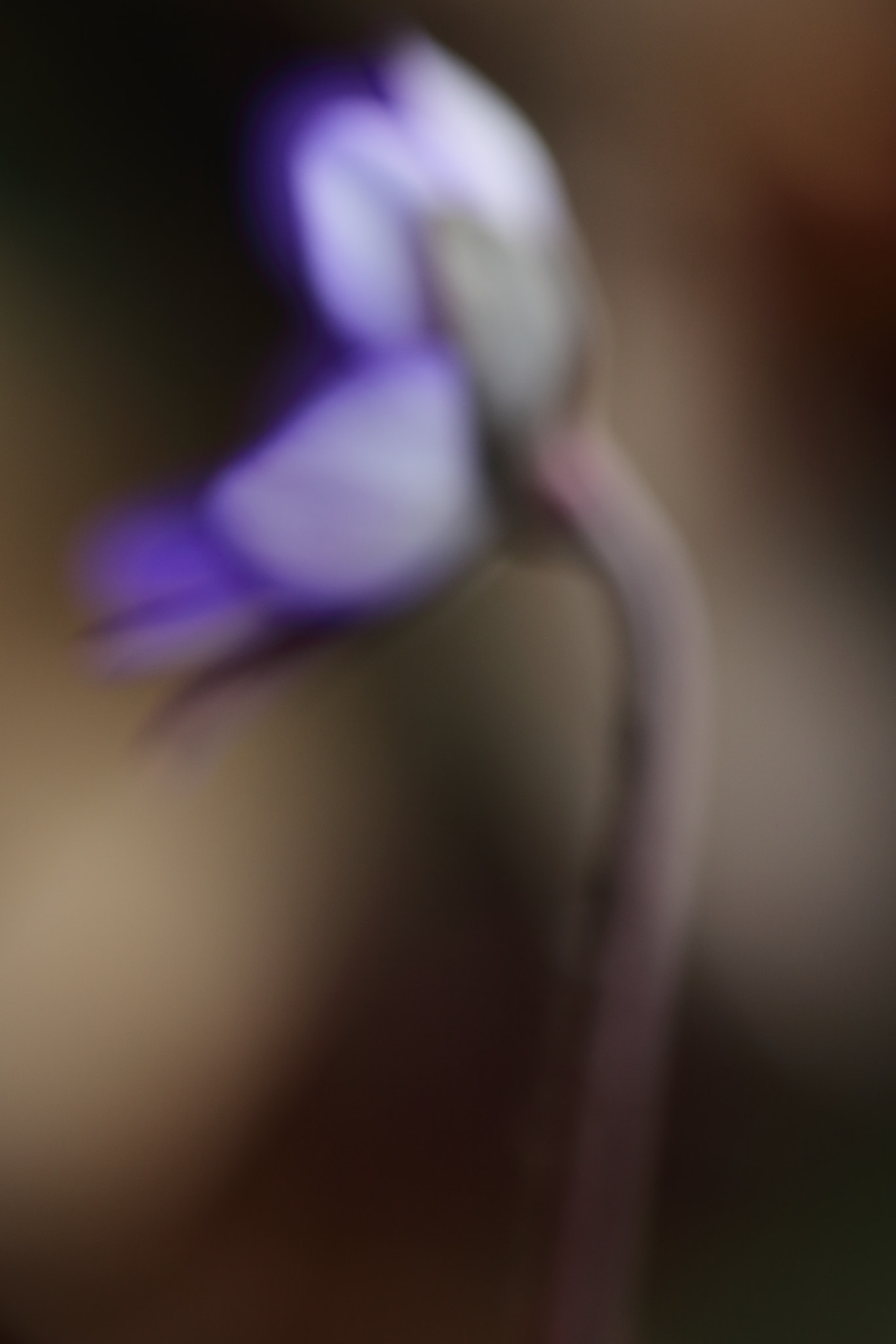 Sigma APO Macro 150mm f/2.8 EX DG HSM sample photo. Abstrakt photography