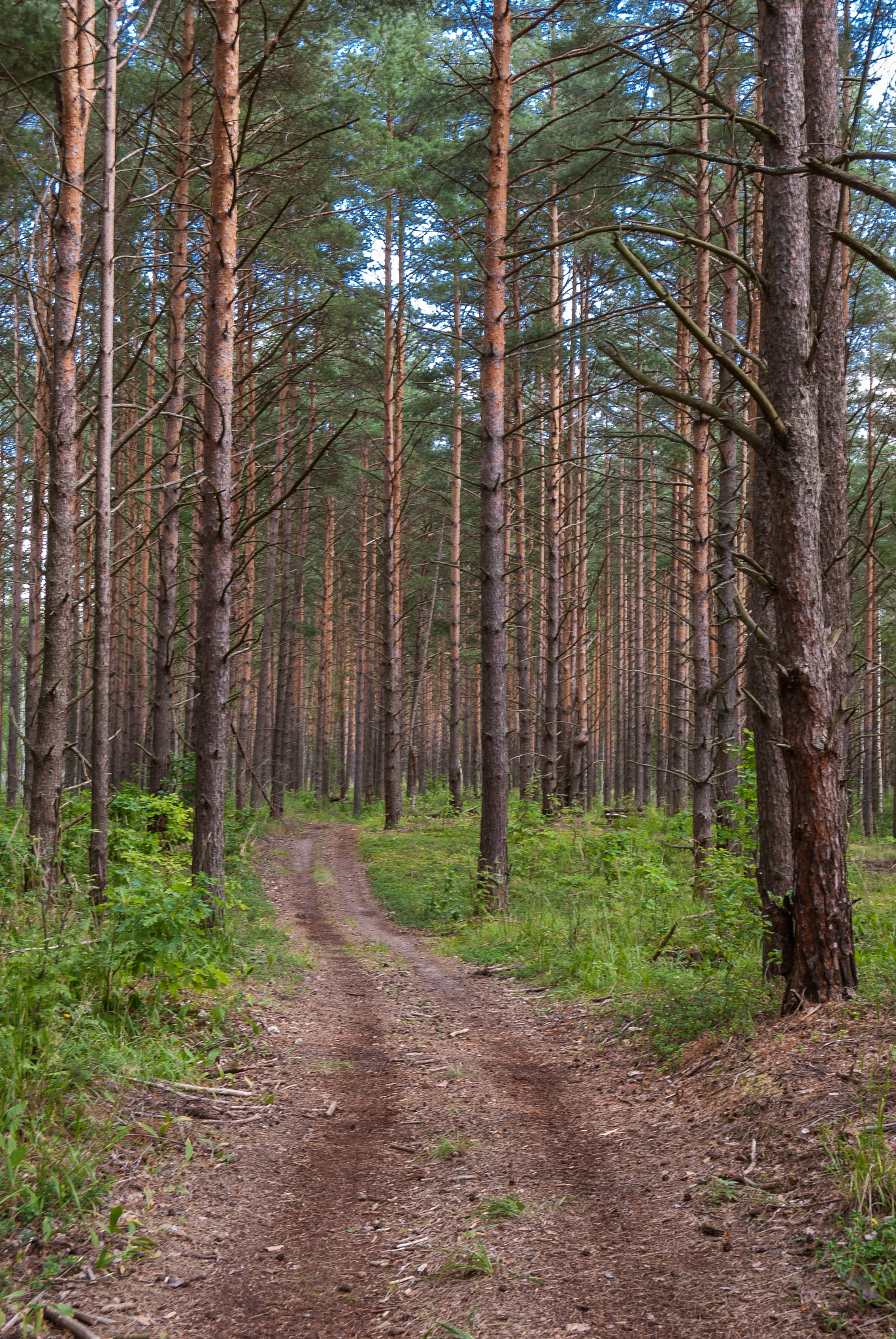 Nikon D80 sample photo. Forest photography