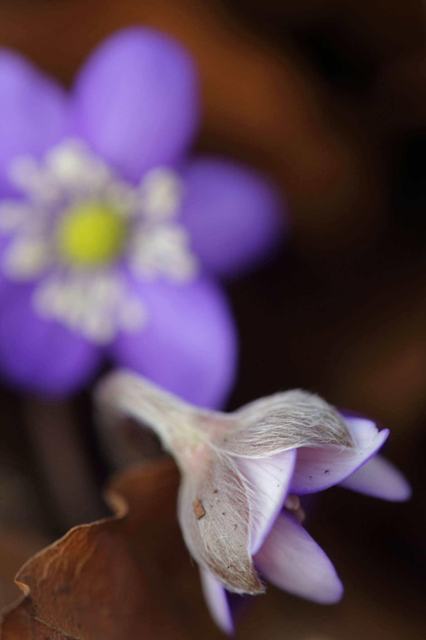 Sigma APO Macro 150mm f/2.8 EX DG HSM sample photo. Leberblümchen photography