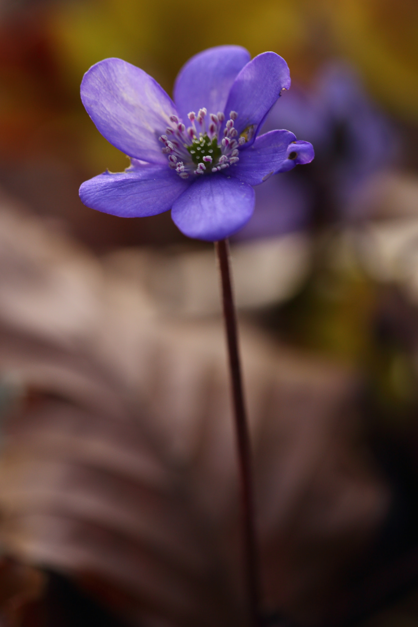 Sigma APO Macro 150mm f/2.8 EX DG HSM sample photo. Leberblümchen photography