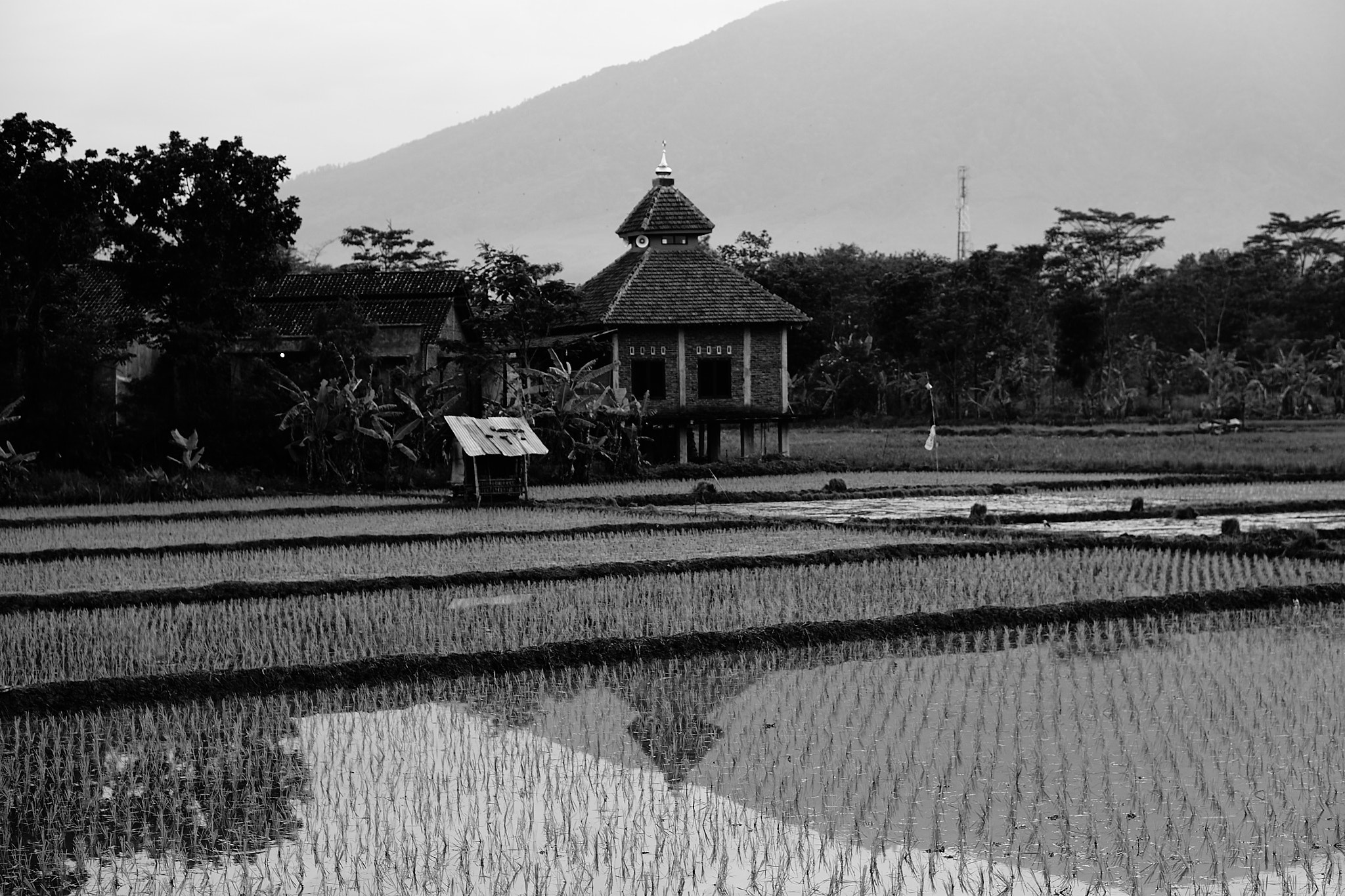 Sony a6000 + Sony E 50mm F1.8 OSS sample photo. Reflections in a rice field photography