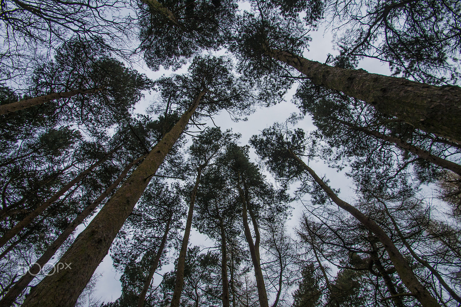 Canon EOS 40D + Sigma 10-20mm F3.5 EX DC HSM sample photo. Redwoods skyview photography