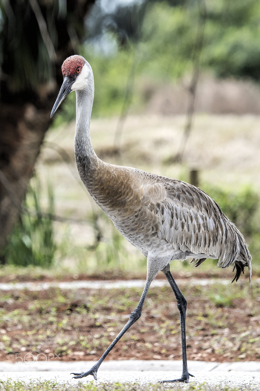 Nikon D810 sample photo. Walk the walk photography