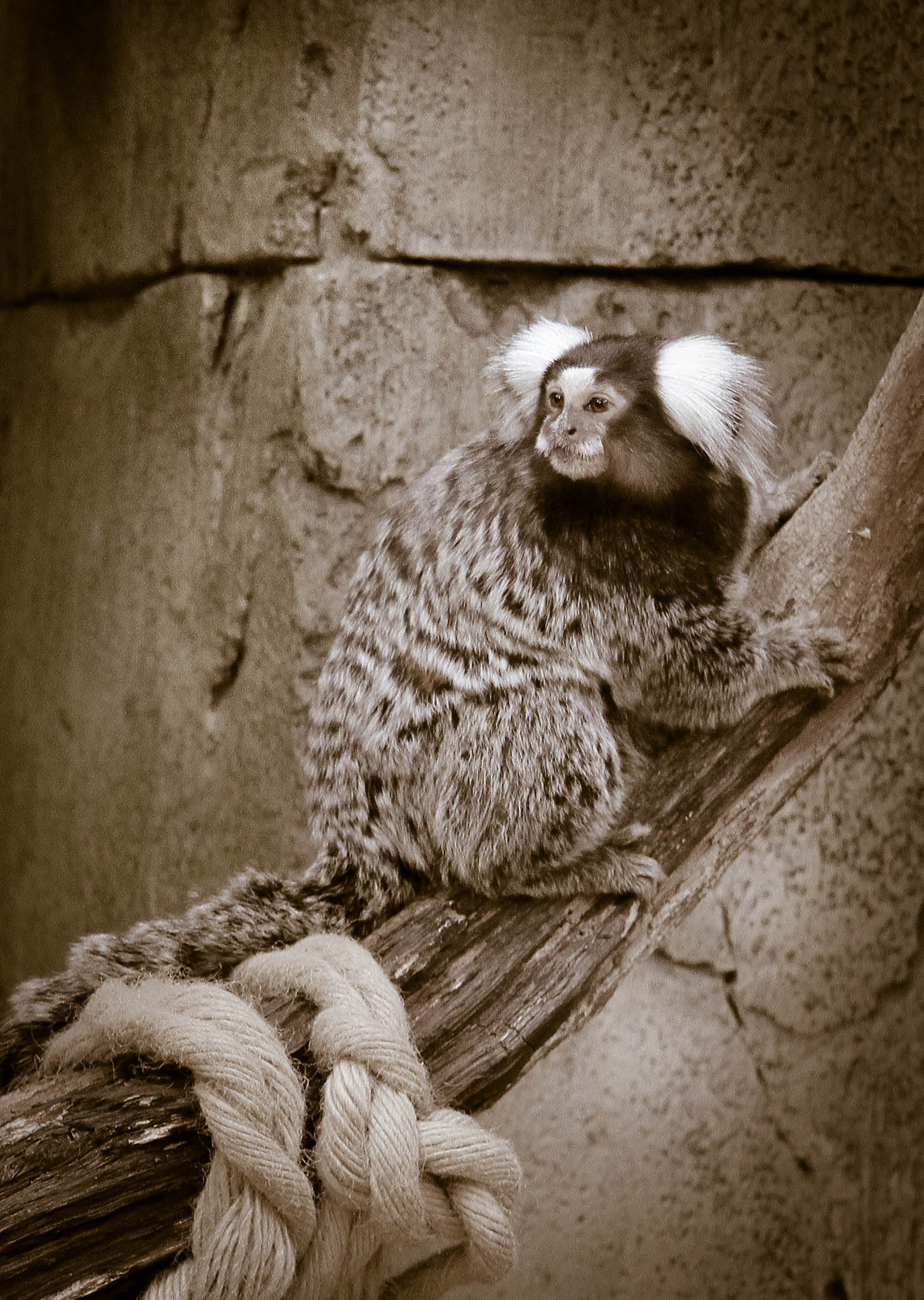 Canon EF-S 17-85mm F4-5.6 IS USM sample photo. Marmosets photography