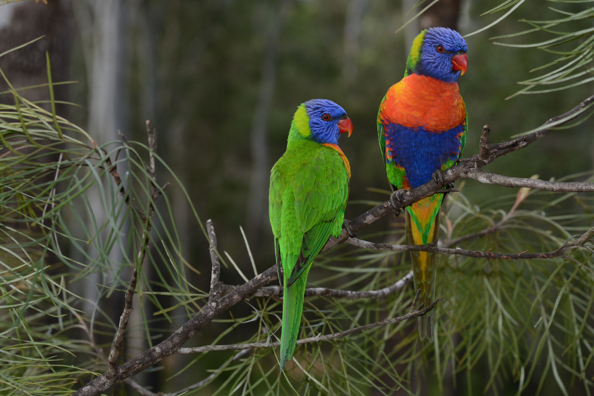 Nikon AF-S Nikkor 70-200mm F2.8G ED VR II sample photo. A colourful pair photography
