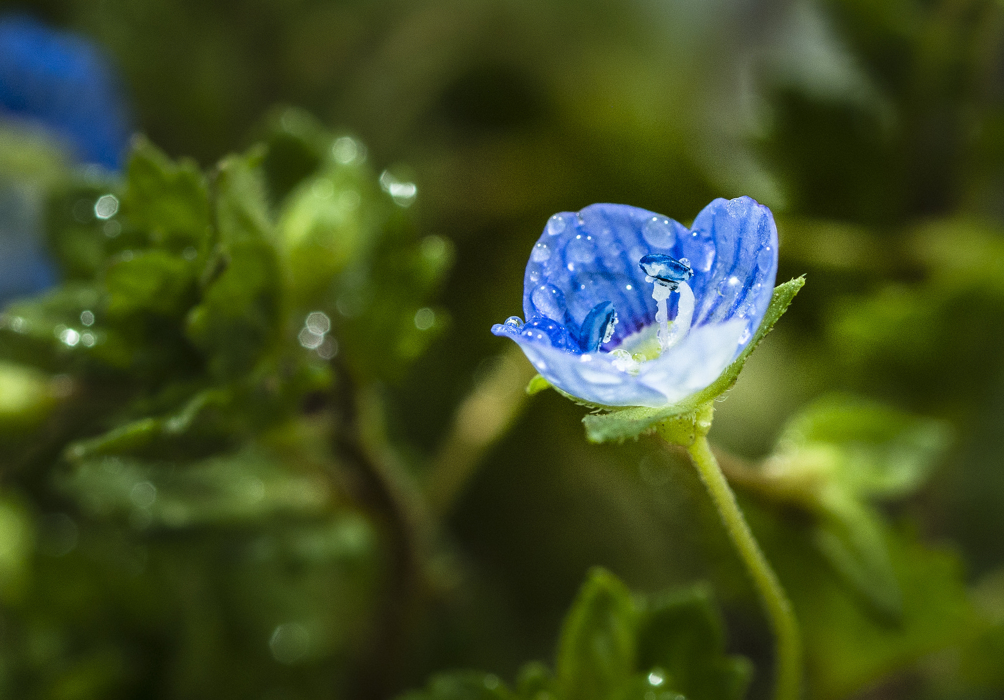 OLYMPUS 50mm Lens sample photo. Flower photography