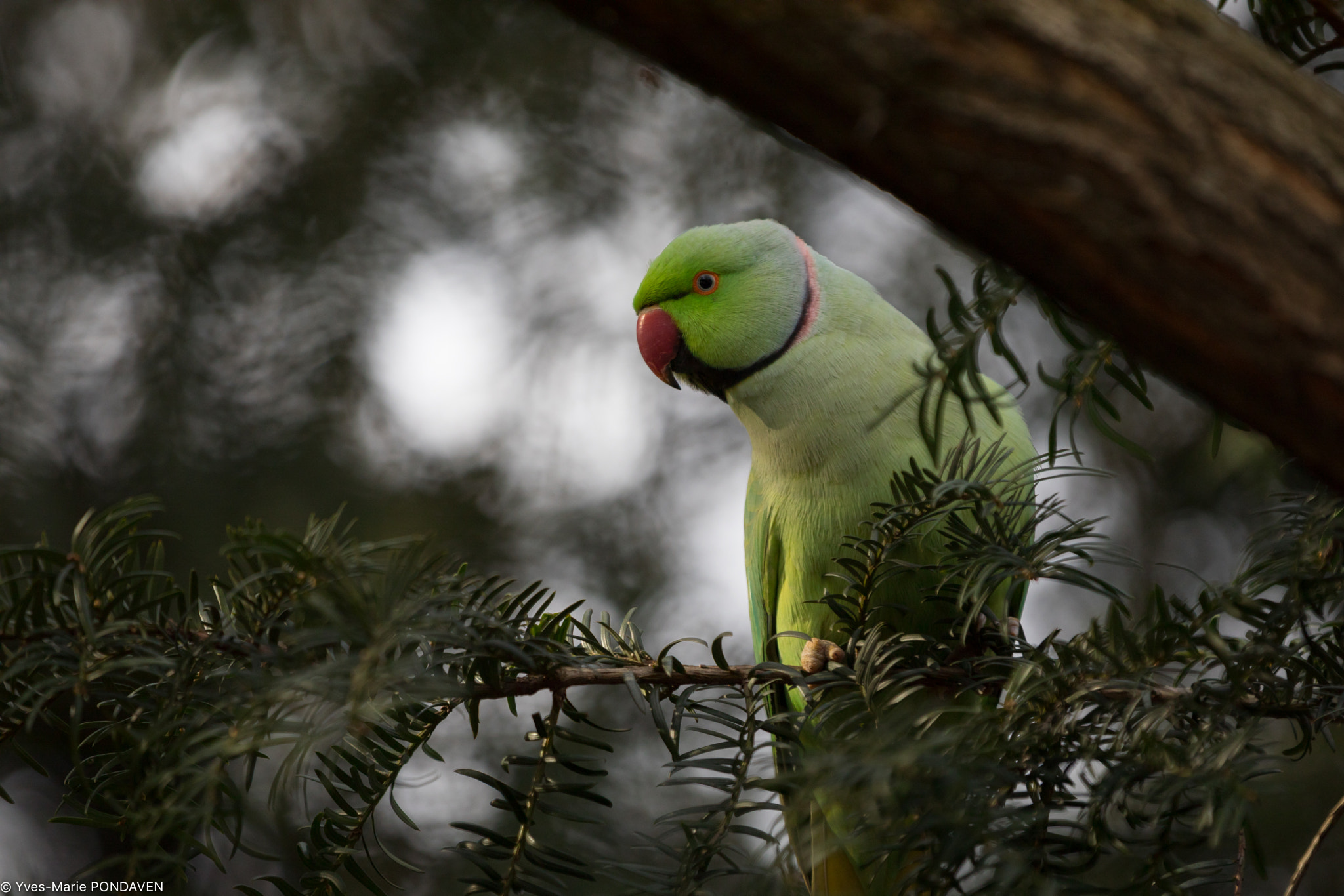 Canon EOS 5D Mark IV sample photo. A shy parakeet photography