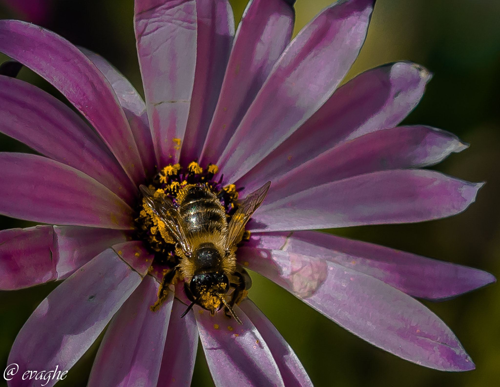 Sigma 105mm F2.8 EX DG OS HSM sample photo. Bee photography