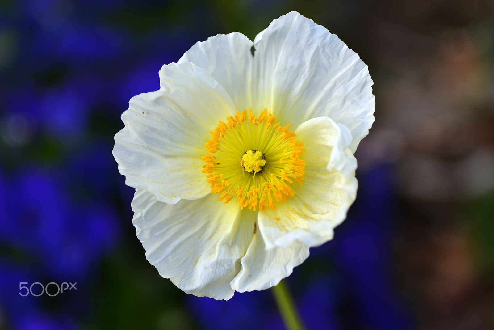 Nikon D600 sample photo. Day becam  longer photography