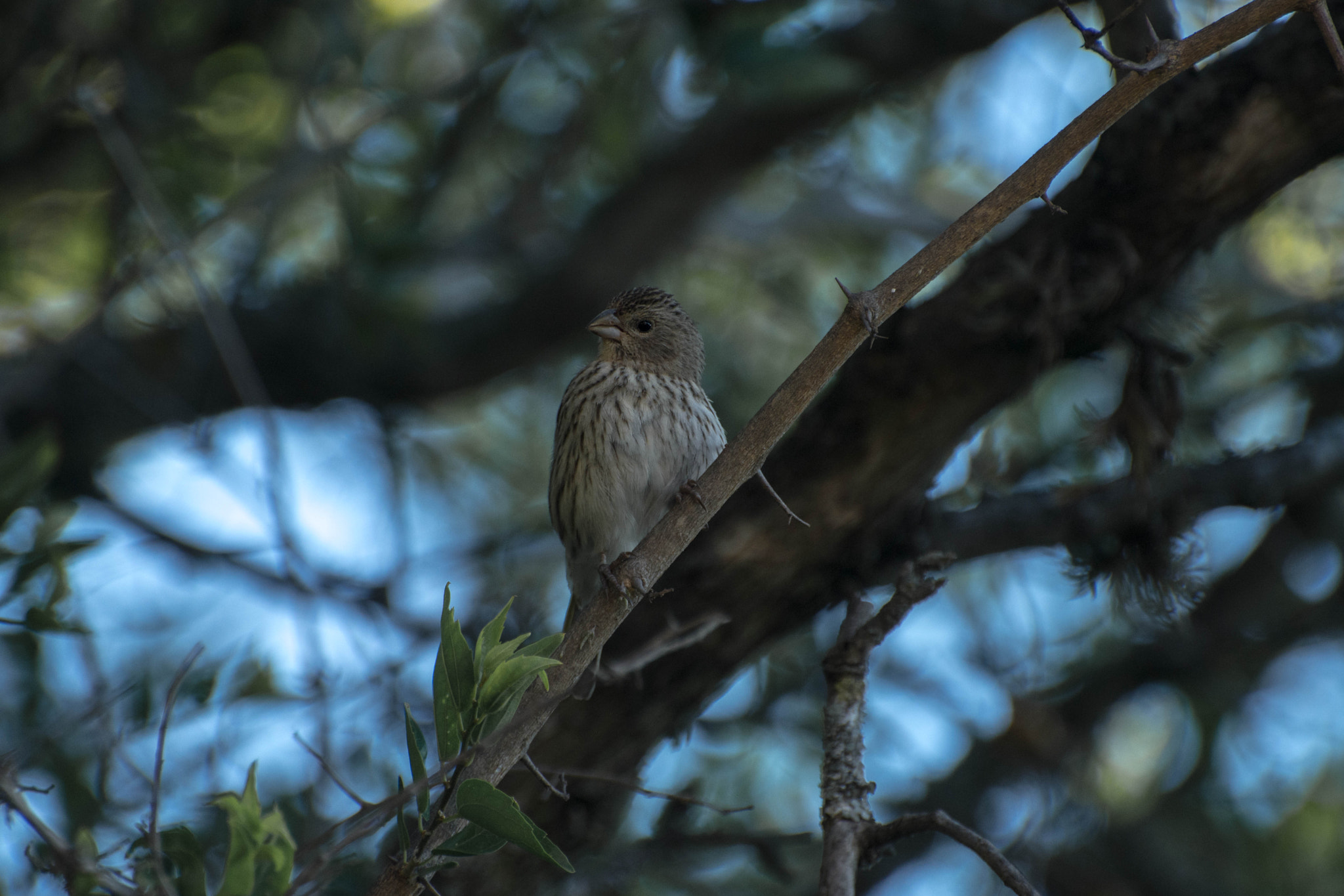 Nikon D7200 sample photo. Bird photography