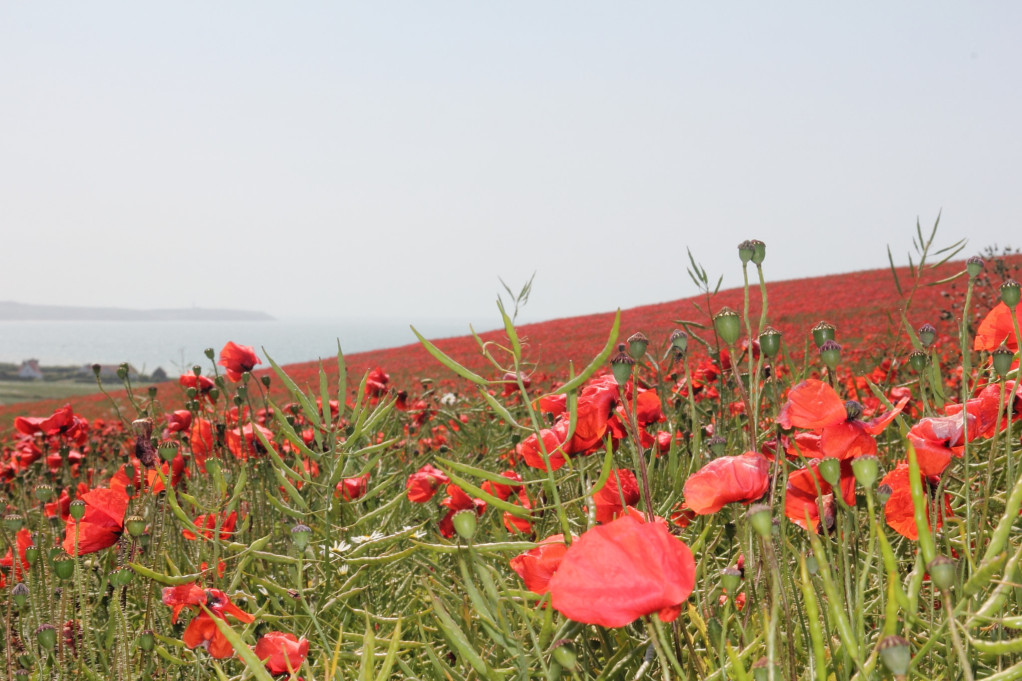 Canon EOS 60D sample photo. Champs de coquelicots sur fond de mer photography