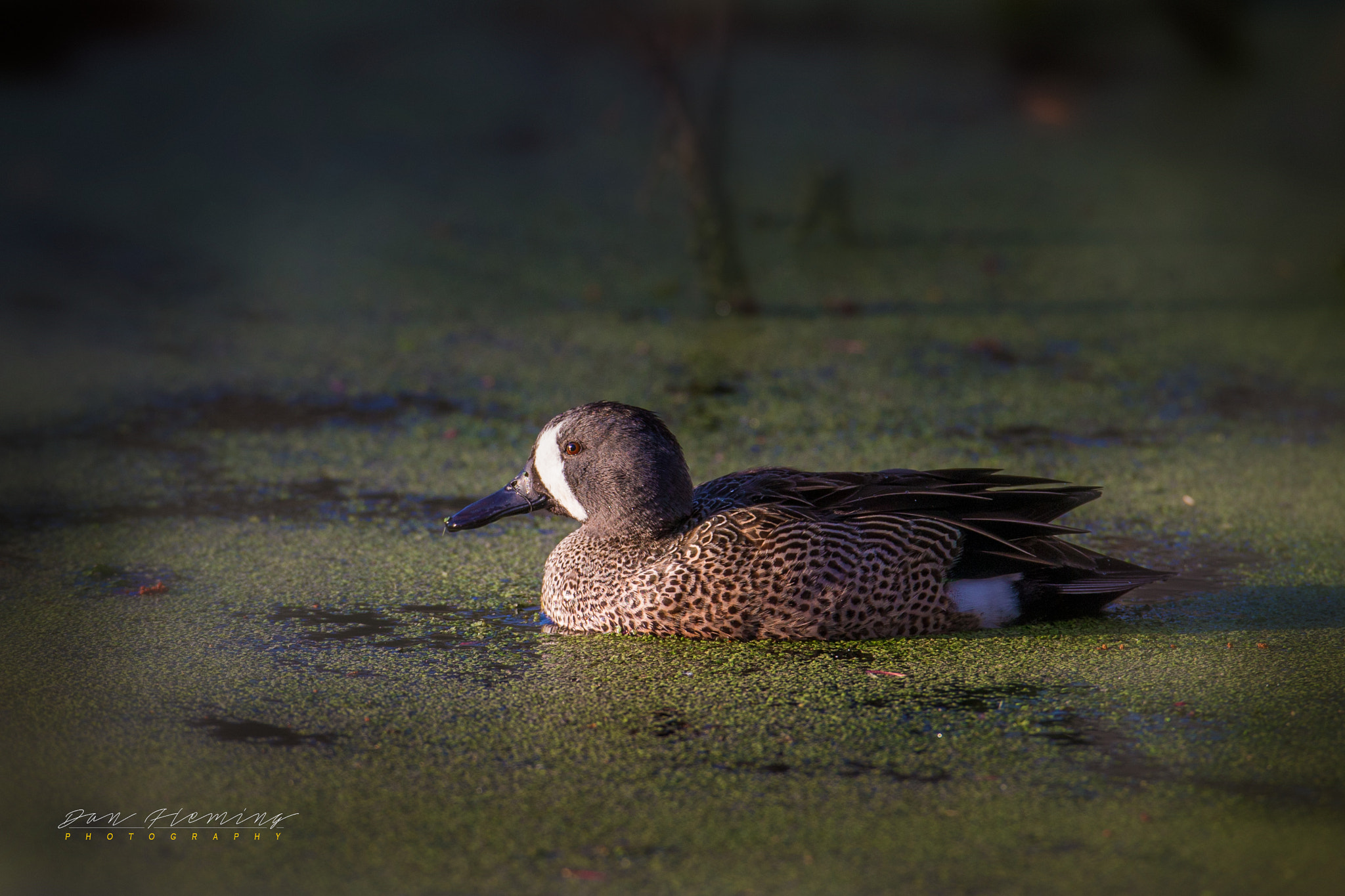 Canon EF 600mm f/4L IS sample photo. In the light photography