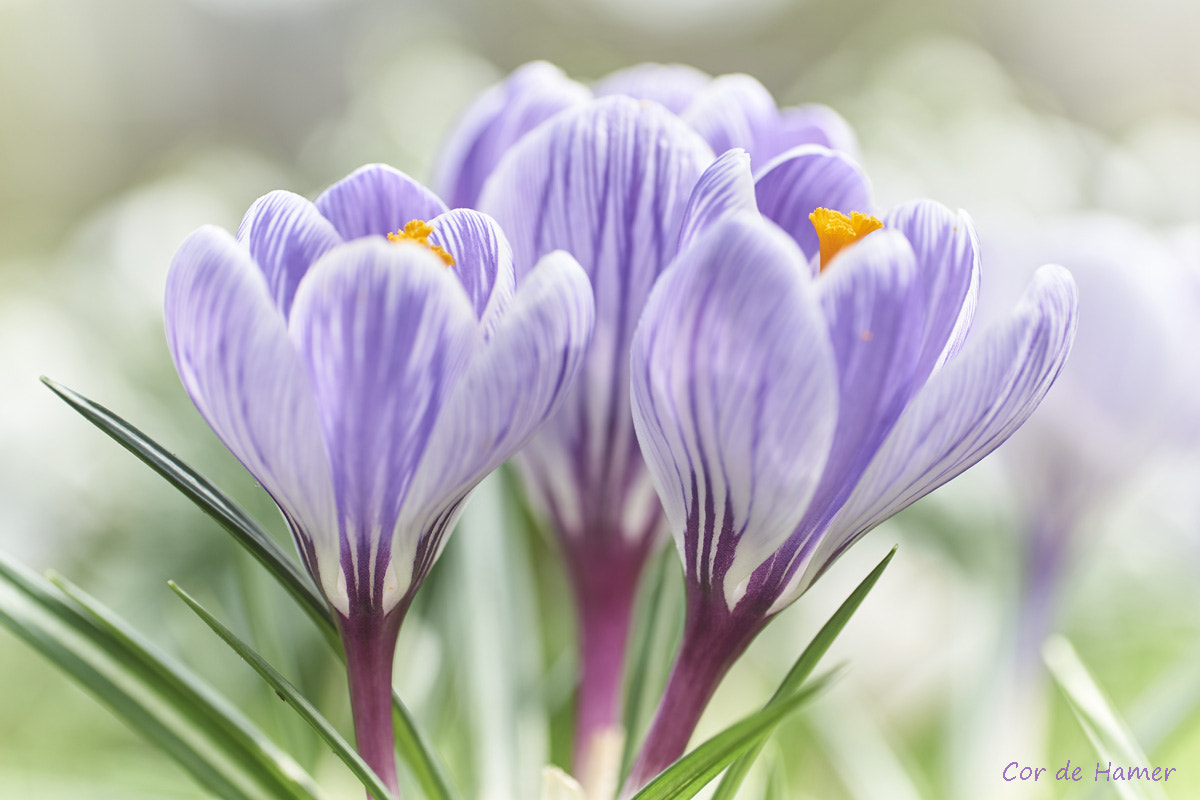 Sony a99 II + Tamron SP AF 90mm F2.8 Di Macro sample photo. Finally spring is here photography