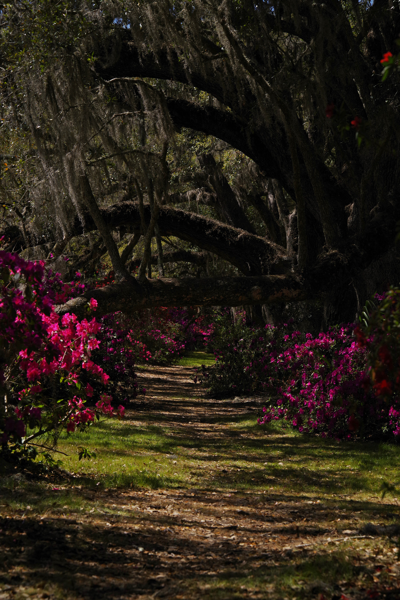 Pentax K-1 sample photo. Azalea trail photography