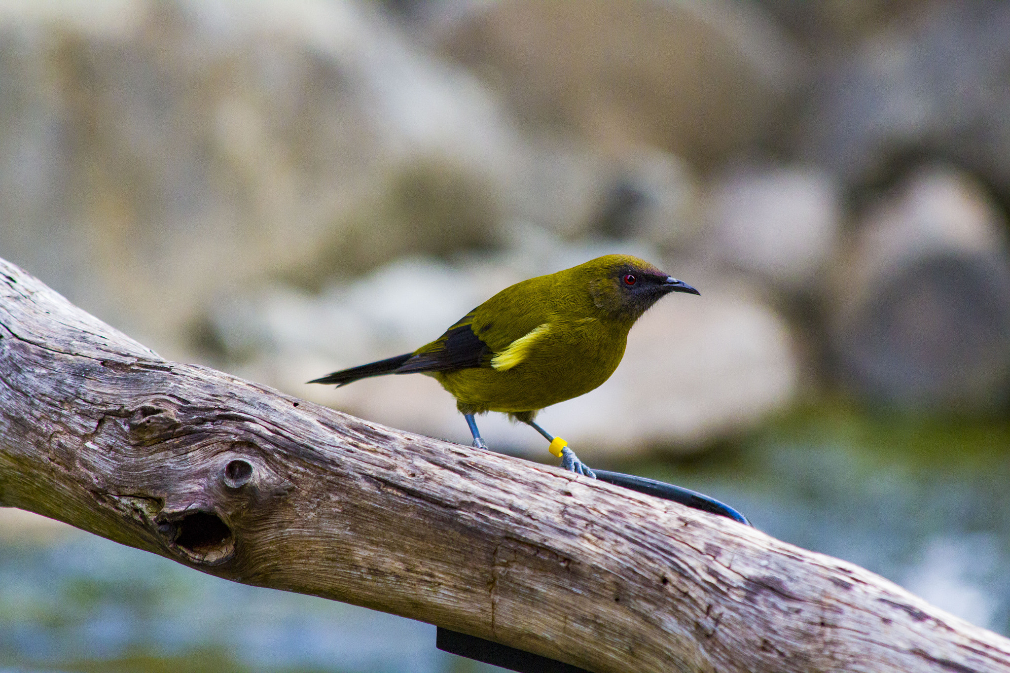 Canon EF 70-300mm F4-5.6 IS USM sample photo. Bell bird photography