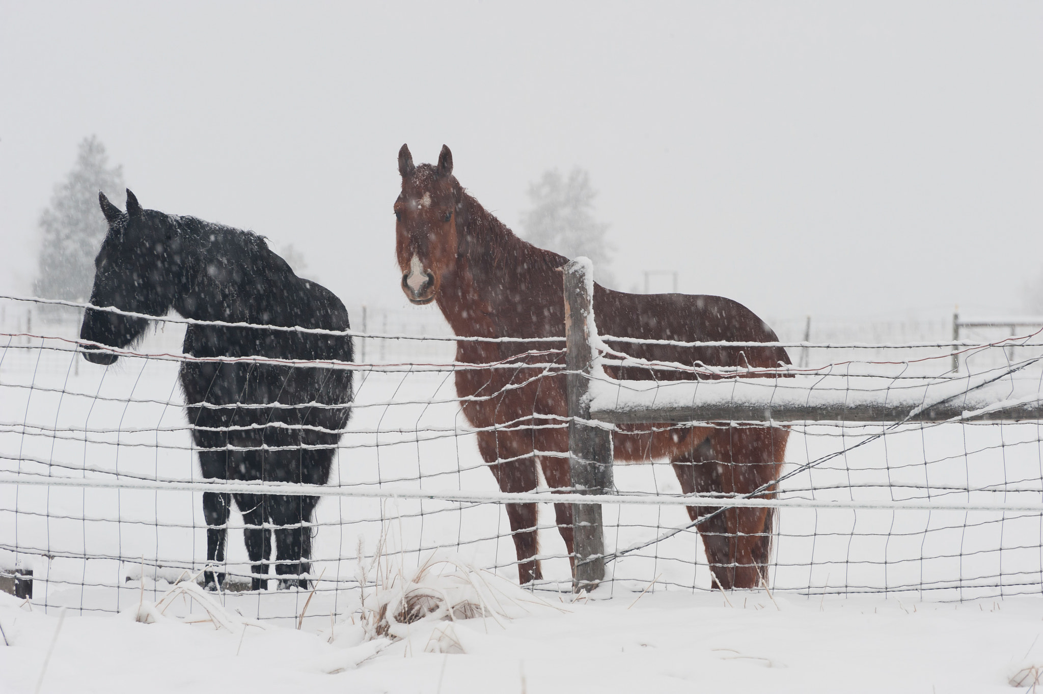Nikon D3 sample photo. Two horses photography
