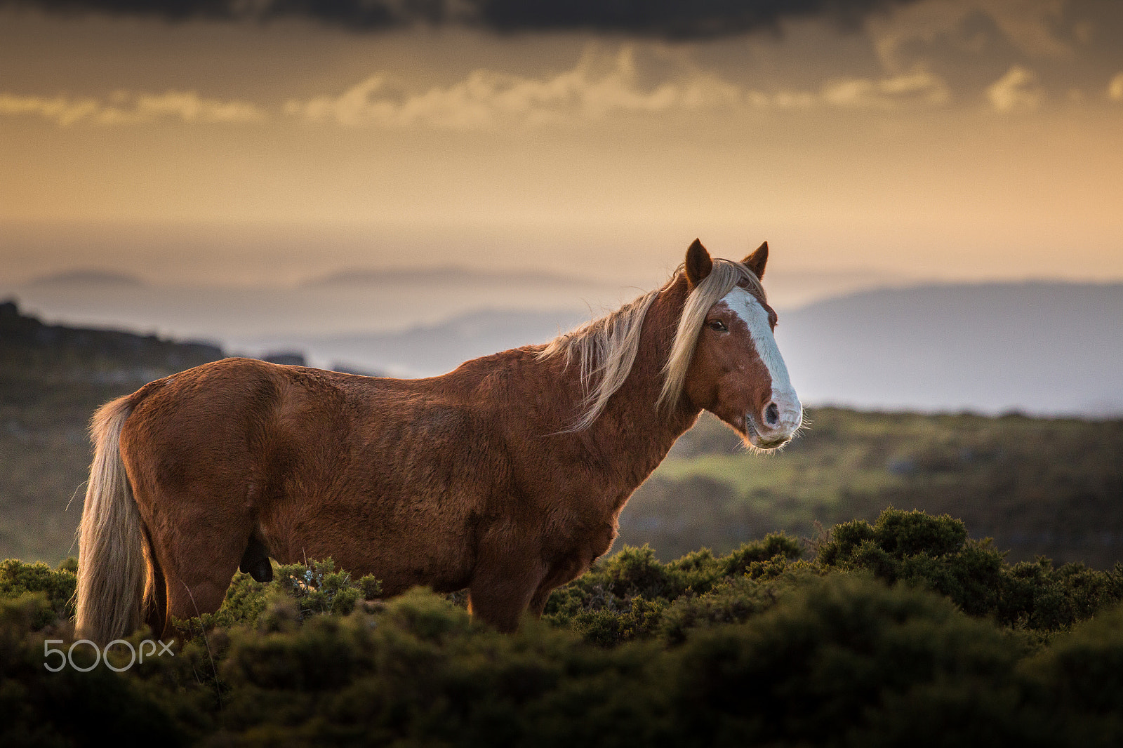Canon EOS 70D + Canon EF 70-200mm F4L USM sample photo. Braña, the stallion photography