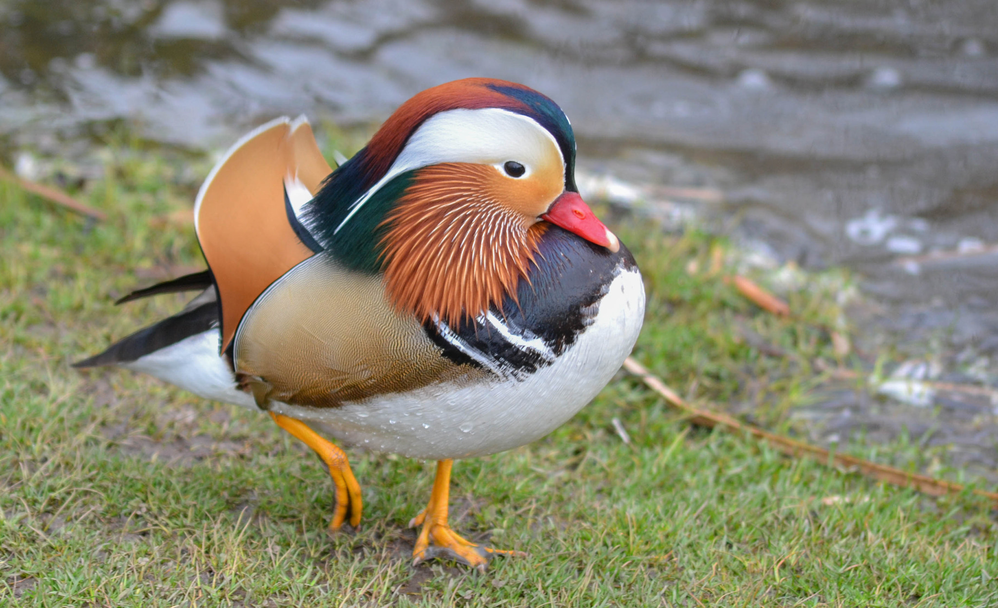 Sigma 70-300mm F4-5.6 APO DG Macro sample photo. Mandarin drake photography