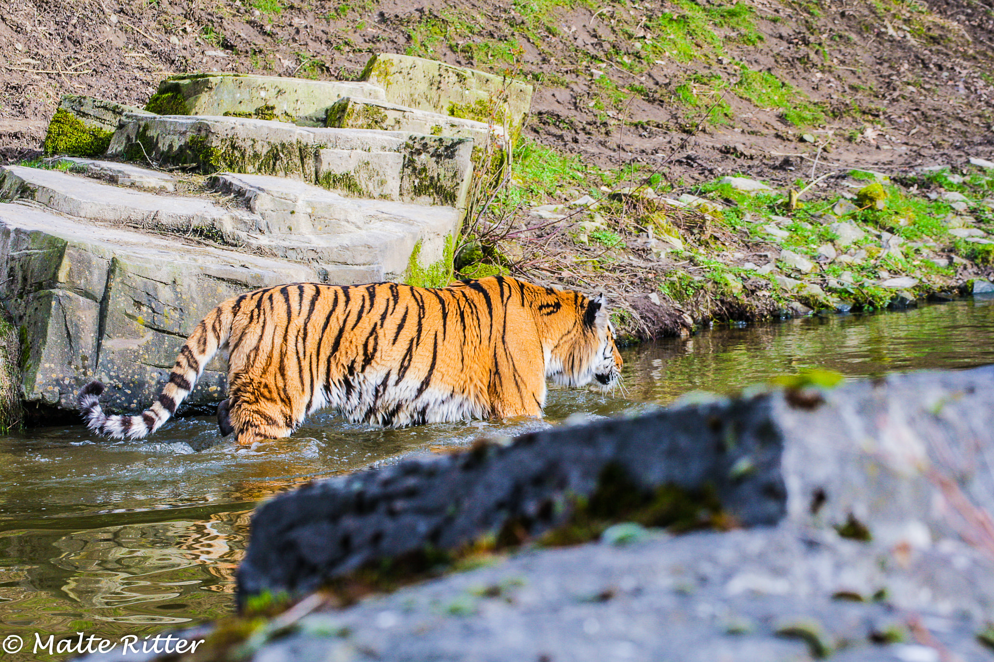 Canon EOS-1D Mark III + Tamron SP 35mm F1.8 Di VC USD sample photo. Tiger 2 photography