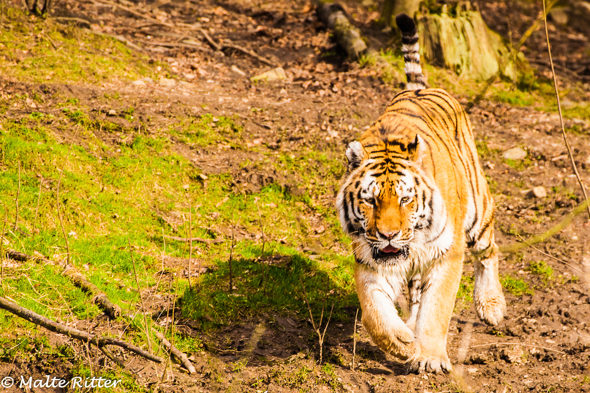 Tamron SP 35mm F1.8 Di VC USD sample photo. Tiger 3 photography