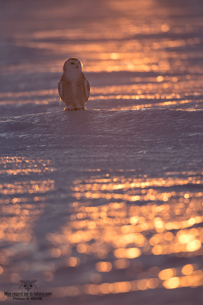 Canon EOS-1D X + Canon EF 500mm F4L IS USM sample photo. First light !! photography