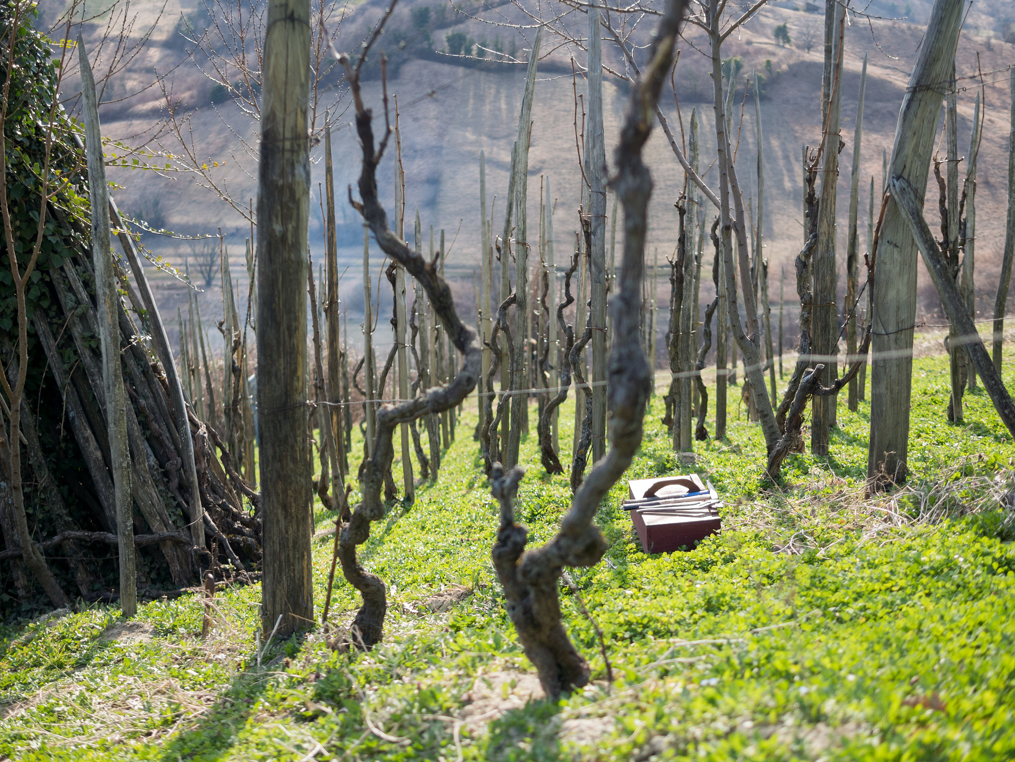Panasonic Lumix DMC-GX7 + Panasonic Leica DG Summilux 25mm F1.4 II ASPH sample photo. Saturday in a vineyard photography