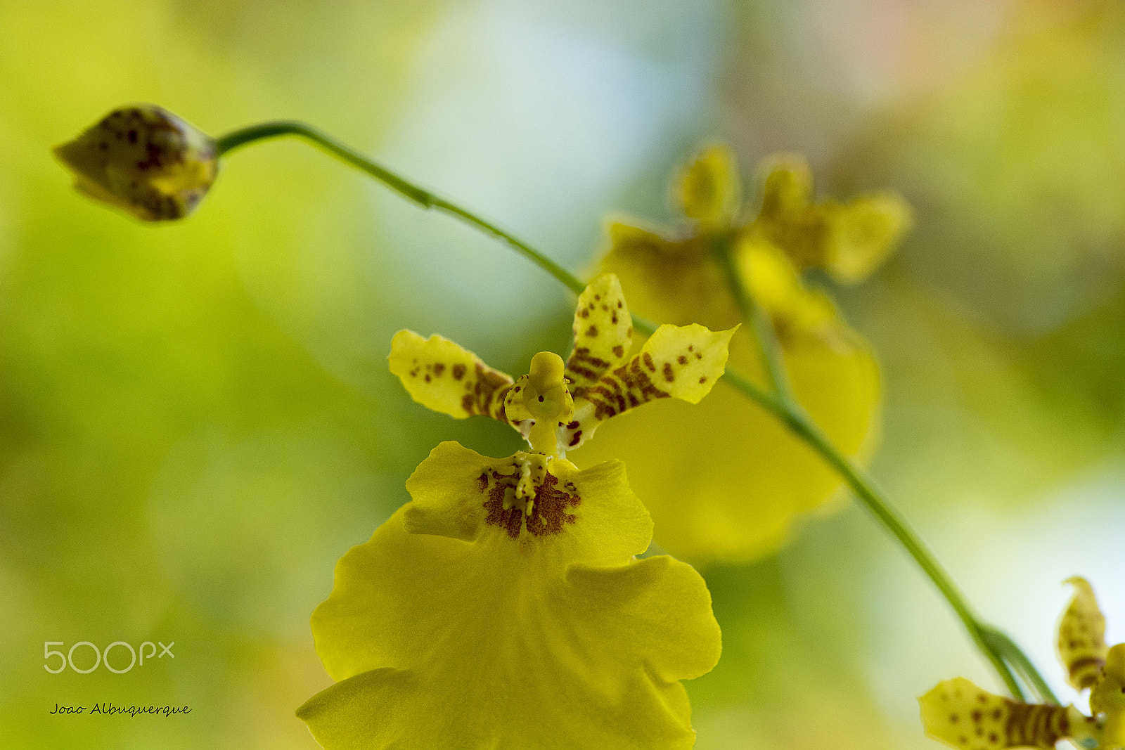 Nikon D5200 + Nikon AF-S Micro-Nikkor 105mm F2.8G IF-ED VR sample photo. Yellow is the oncidium collor photography