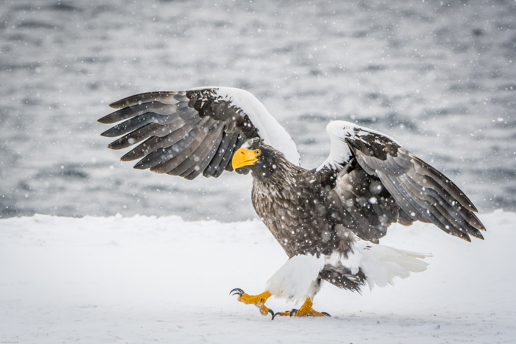 Nikon D500 sample photo. Steller sea eagle battling the snow photography