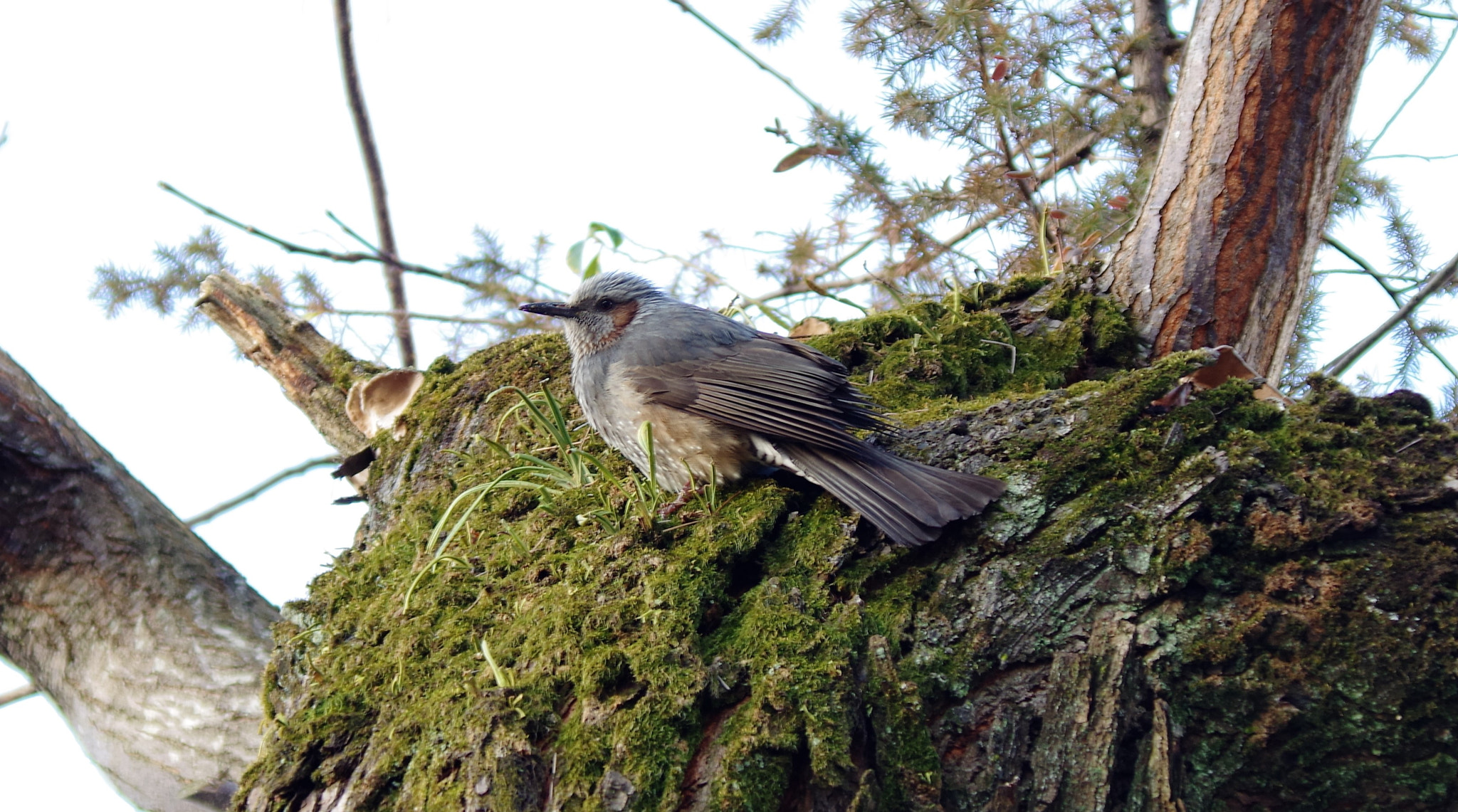 Pentax K-S1 sample photo. Bird photography
