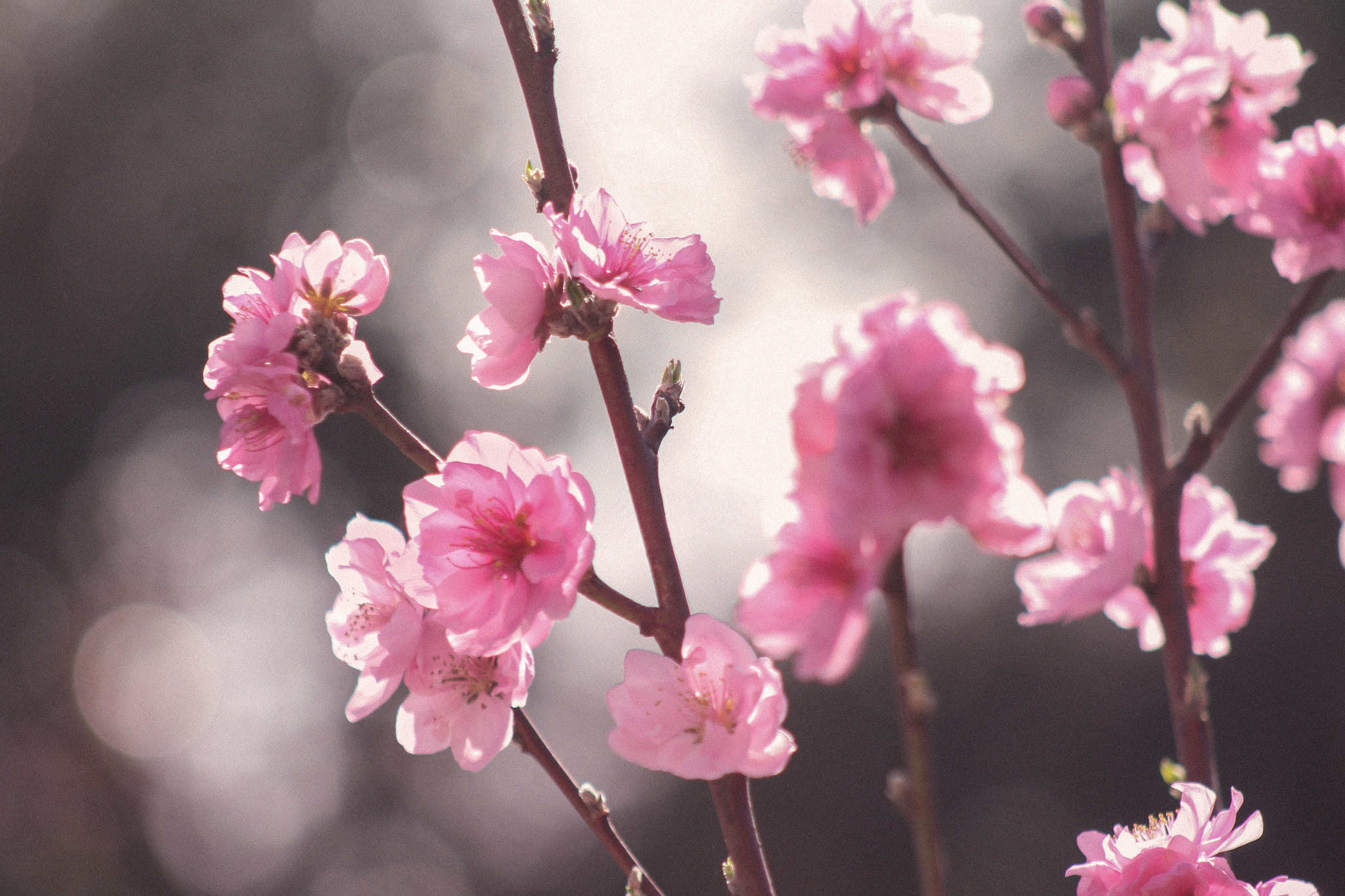 Canon EF 75-300mm f/4-5.6 USM sample photo. Backyard flowers photography