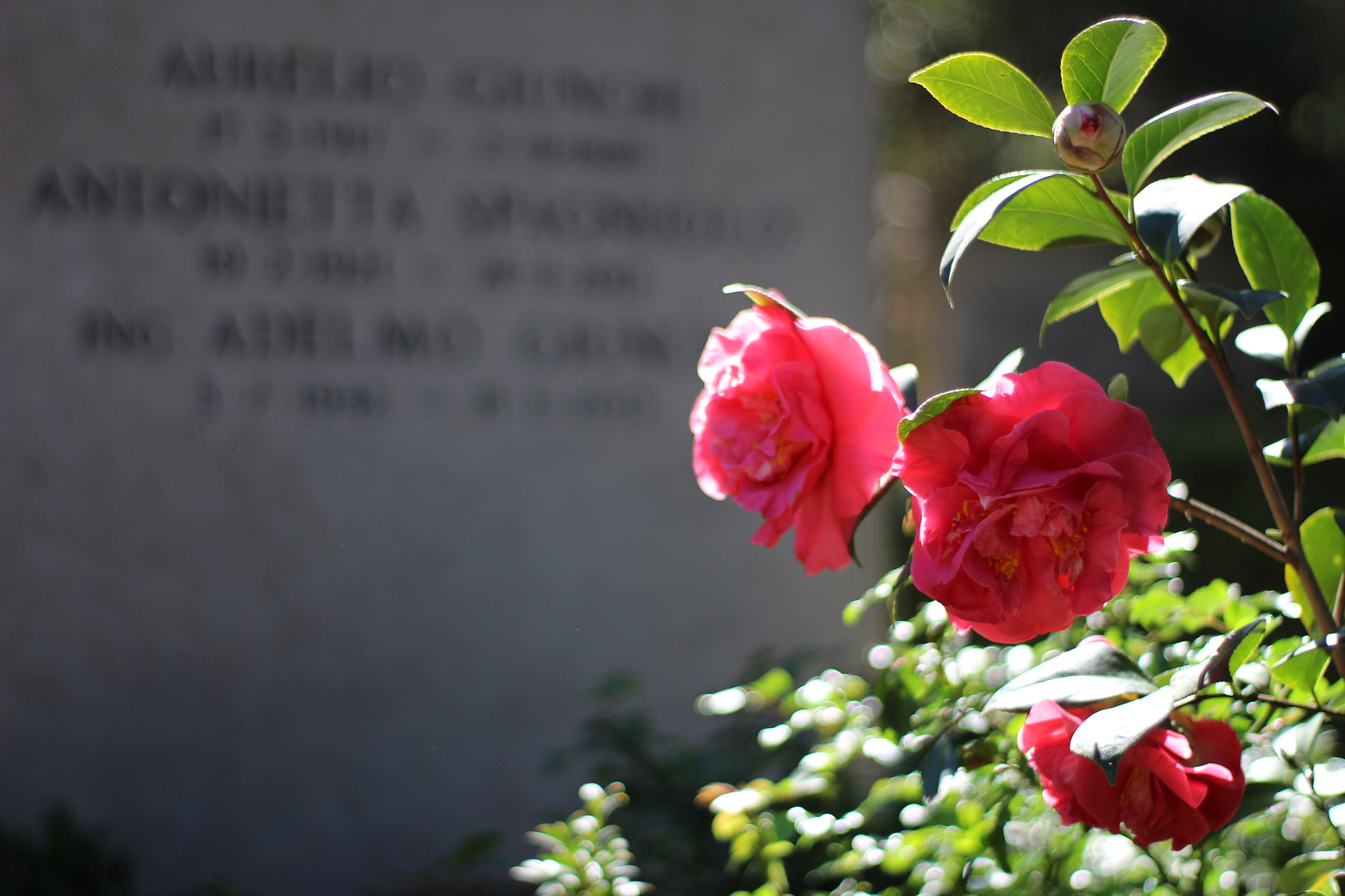 Canon 50mm sample photo. Cimitero acattolico photography