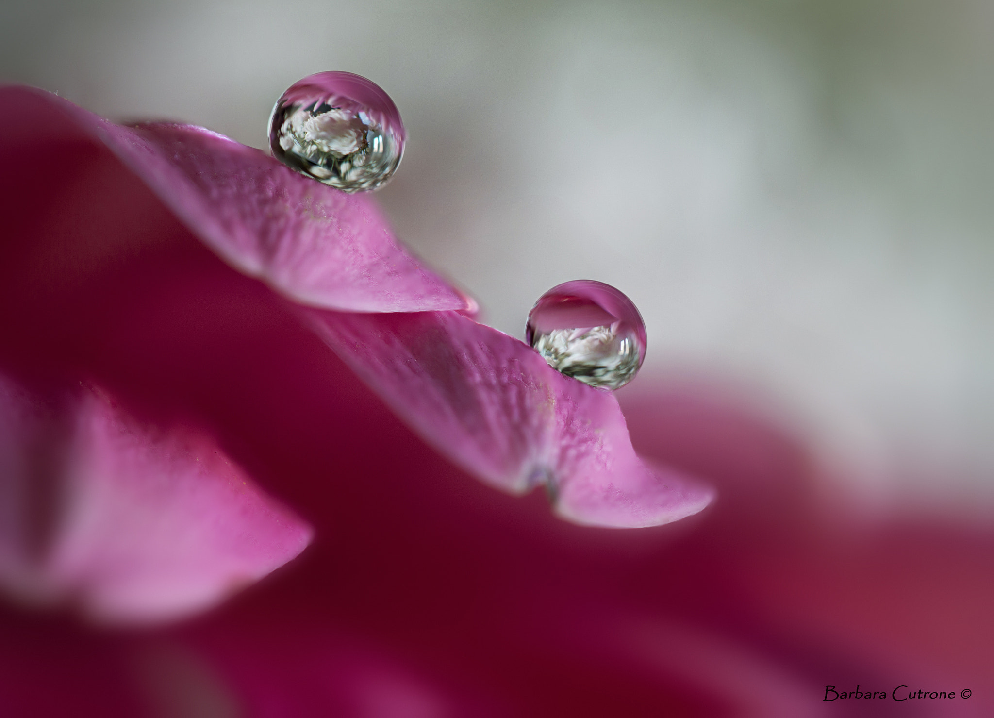 Canon EF-S 60mm F2.8 Macro USM sample photo. Pink lady photography