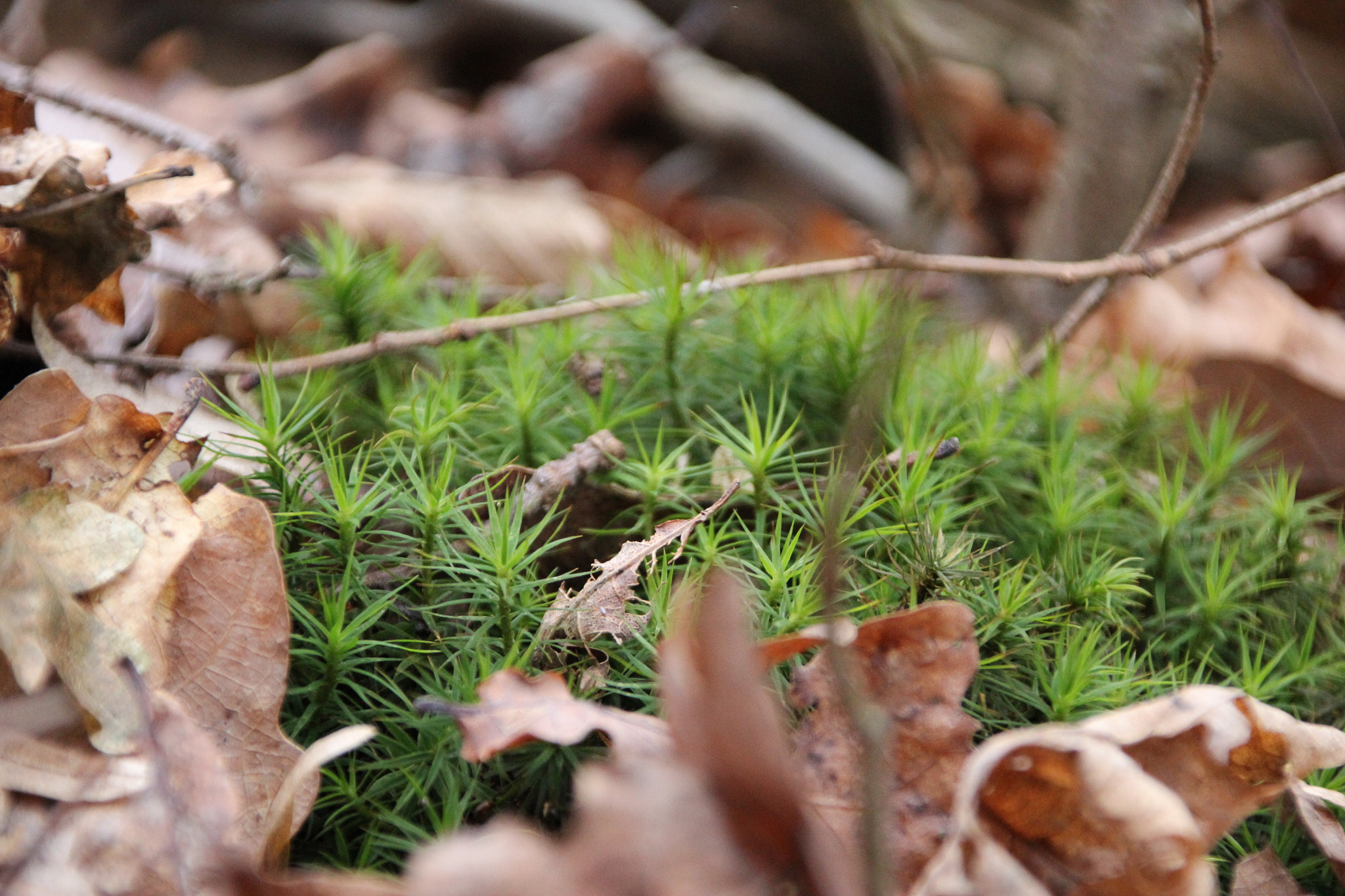 Canon EOS 60D + Canon TS-E 90mm F2.8 Tilt-Shift sample photo. Moss in the forest photography