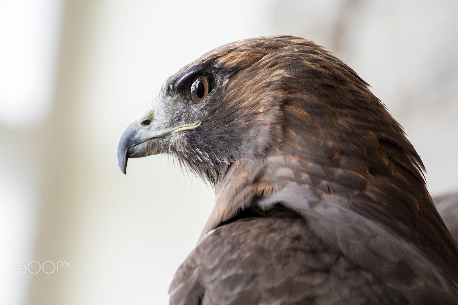 Canon EF-S 55-250mm F4-5.6 IS sample photo. 100 yard stare photography