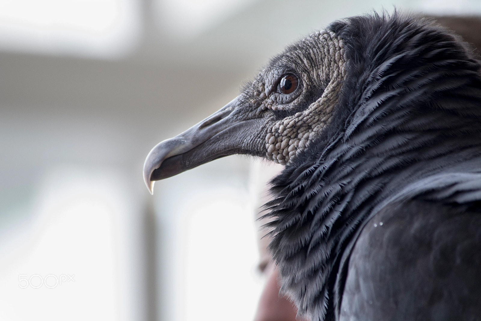 Canon EF-S 55-250mm F4-5.6 IS sample photo. Raptor reaper photography